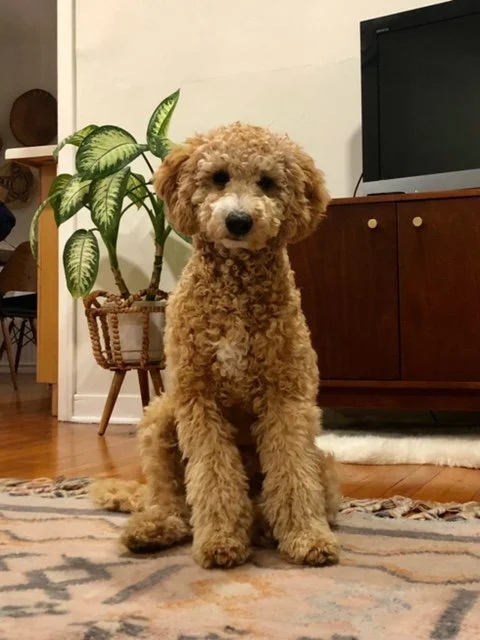 Gracie Thor S20 Sheeran nka Pippin now owned by Niki Cox (1).jpeg