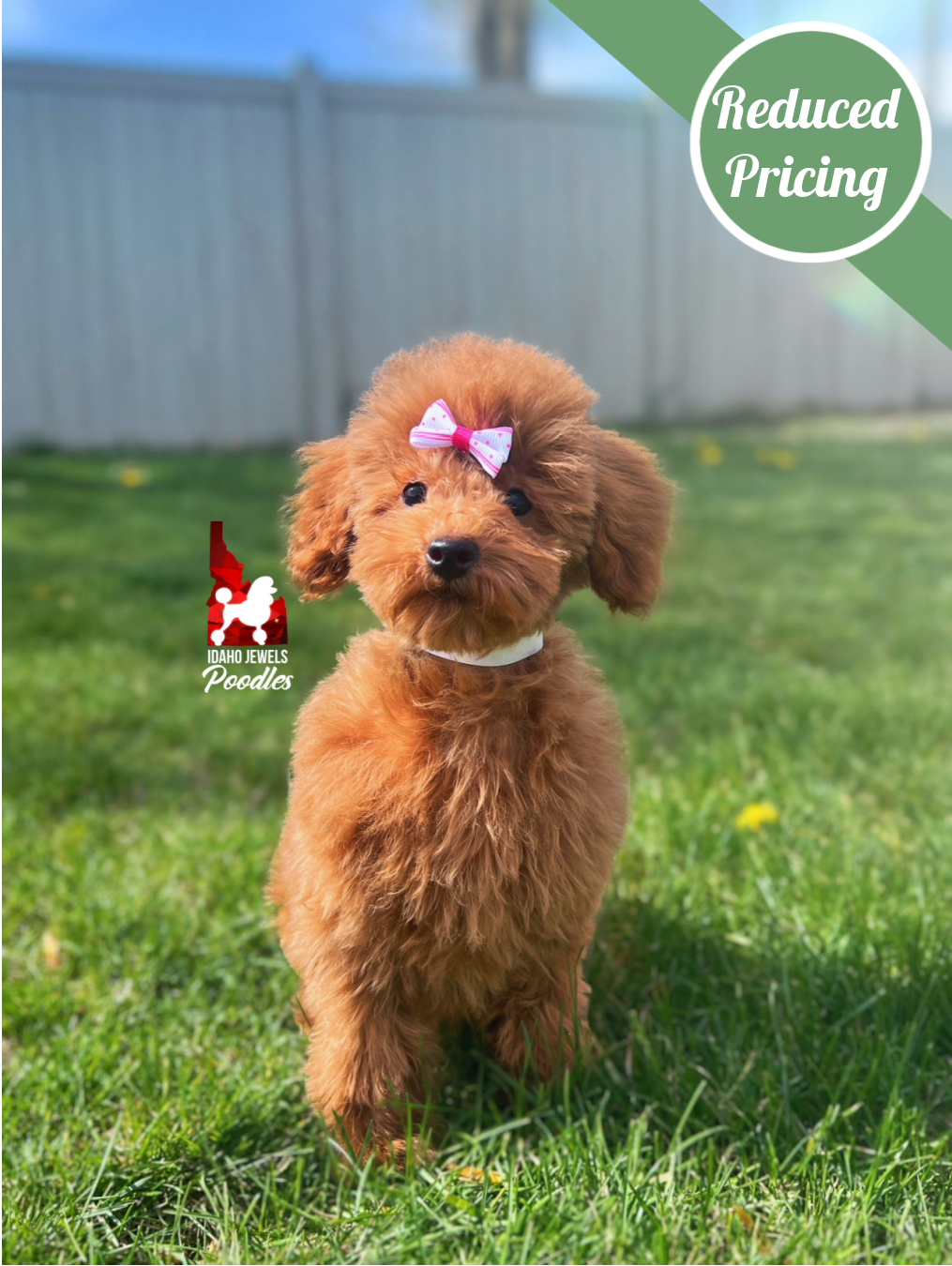 Mist, Red Toy Poodle Girl ~ Pet
