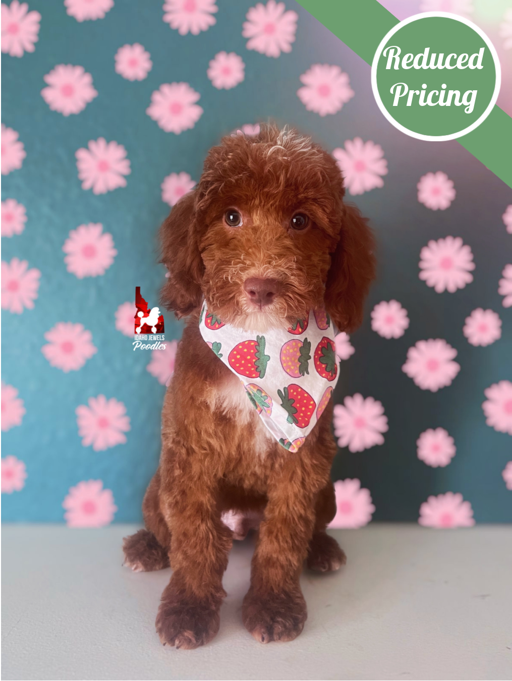Tommy, Red (Hidden Brown Phantom) Large Mini Poodle Boy~ Breeder or Pet
