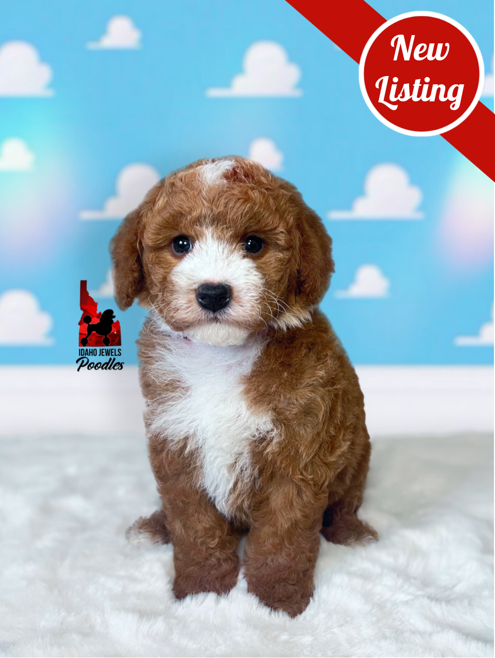 Woody, Red w/ White Small Moyen Poodle Boy~ Breeder or Pet