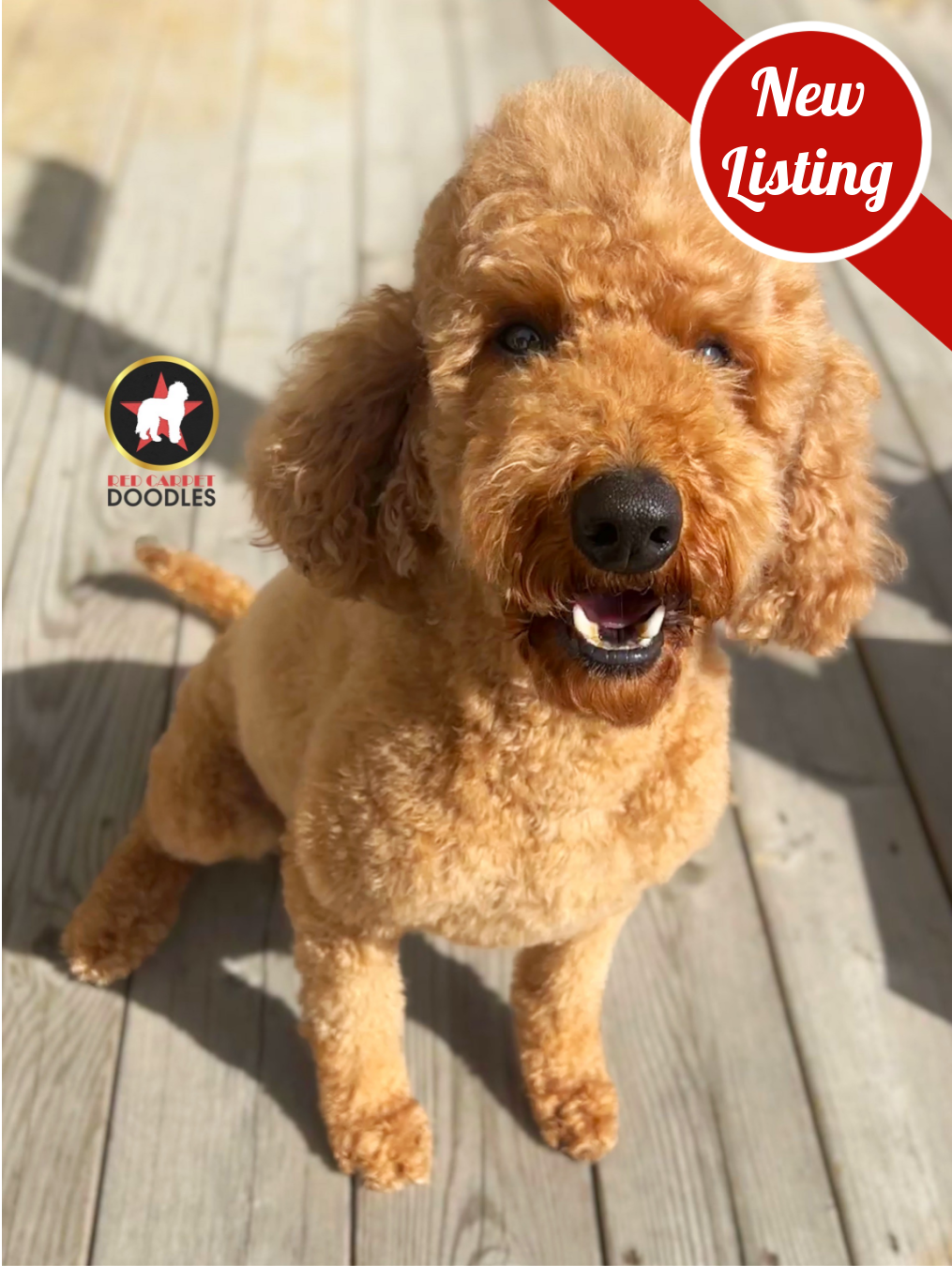 Lainey, Adult Goldendoodle (Retiree)