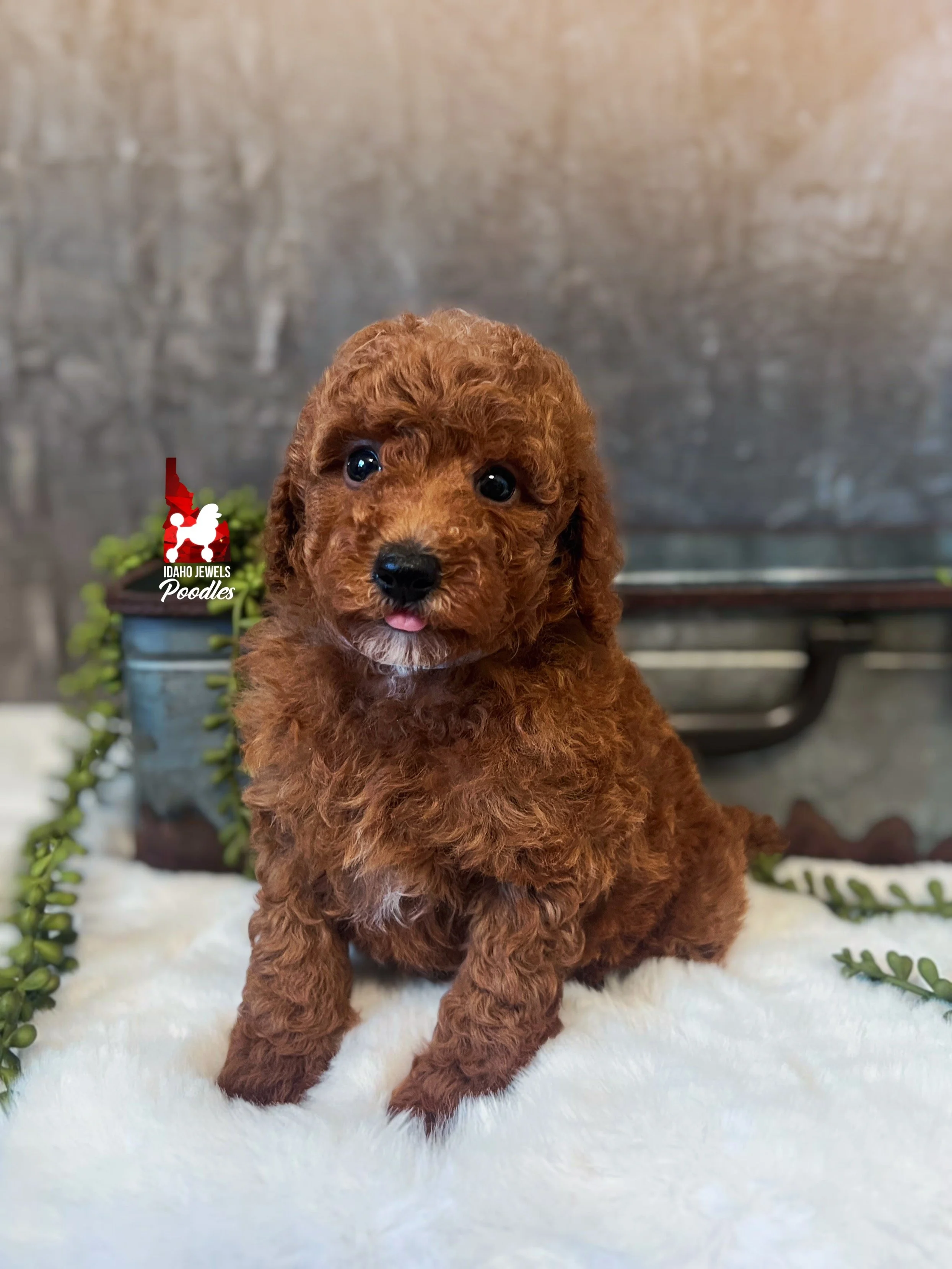 Ava - 6 wks-1.jpg