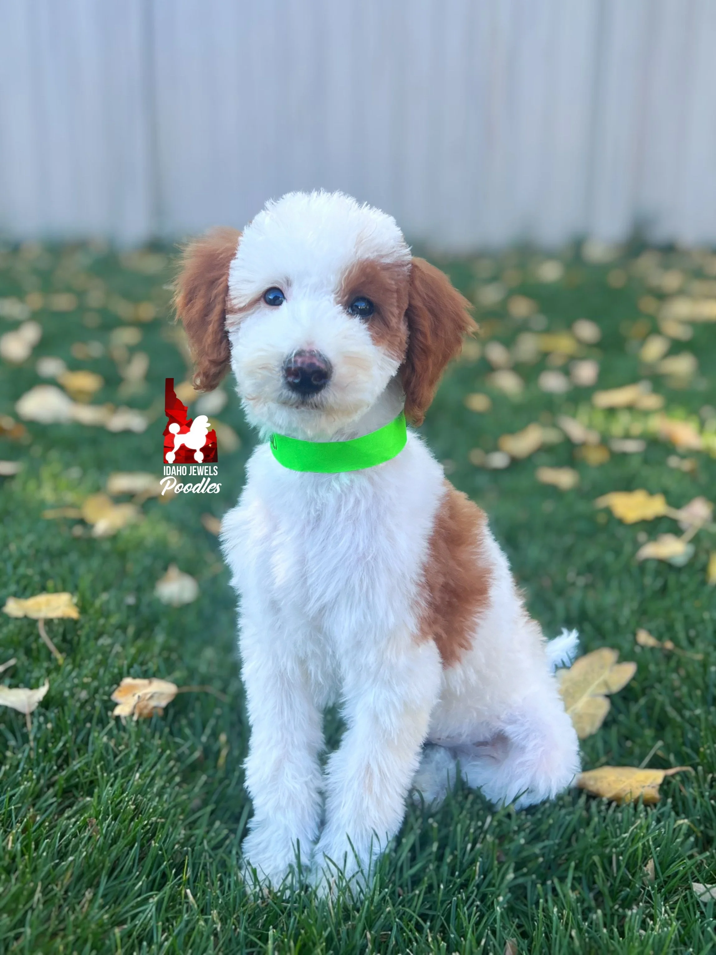 Curry, Red Parti Mini/Moyen Poodle Boy~ Breeder or Pet
