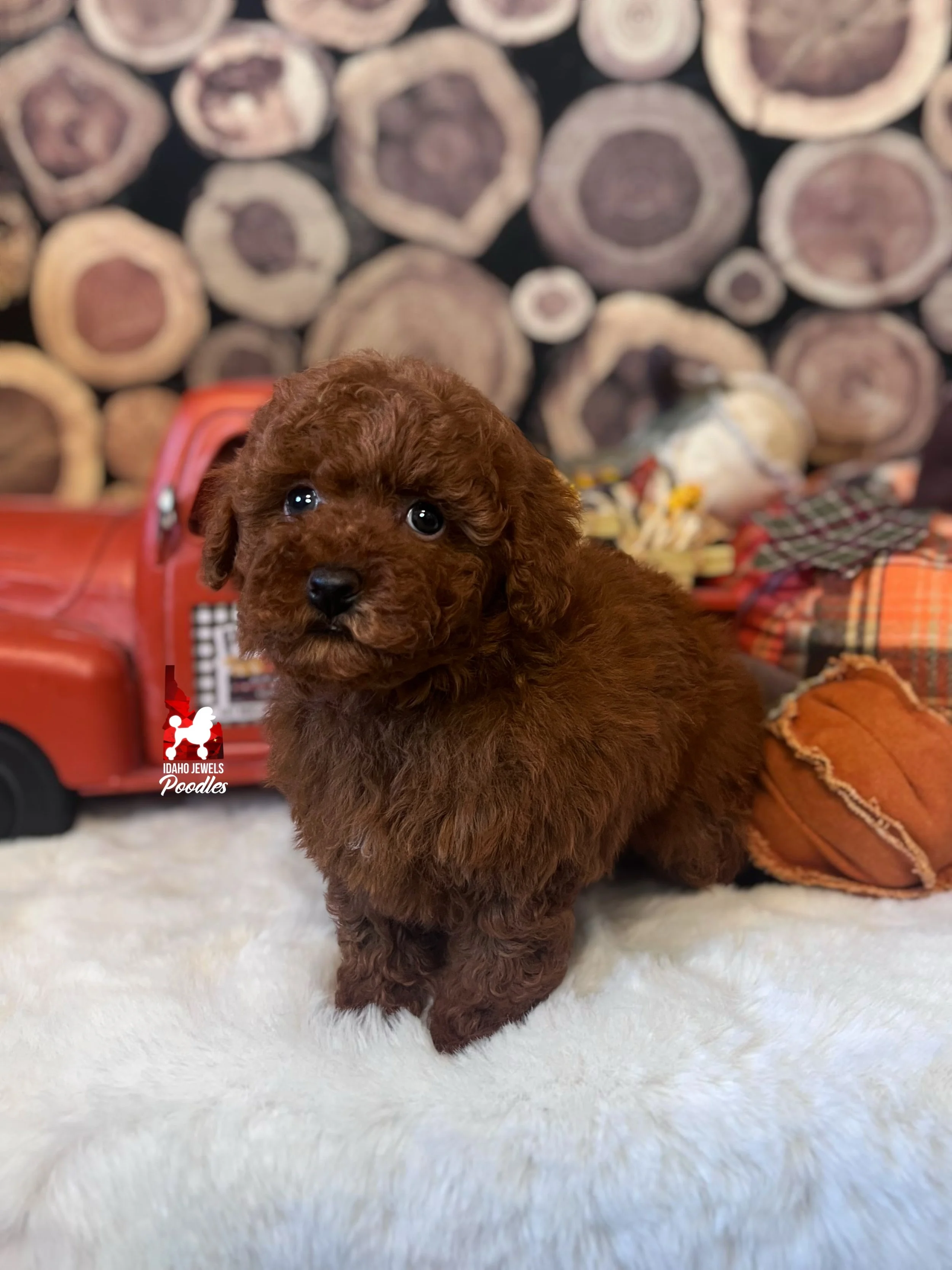 Rodeo - 6 wks.jpg