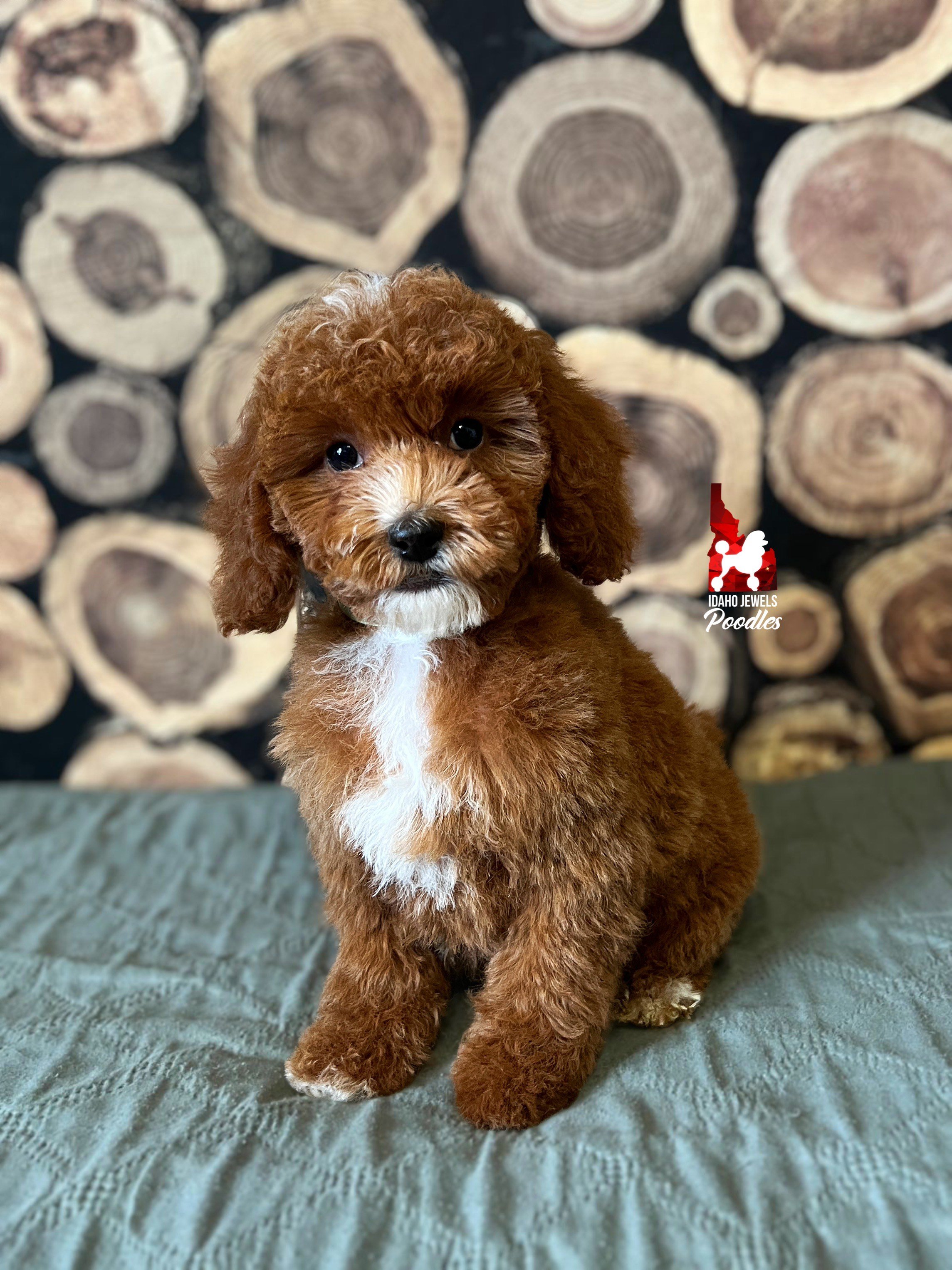 Nebula - 12 wks.jpeg