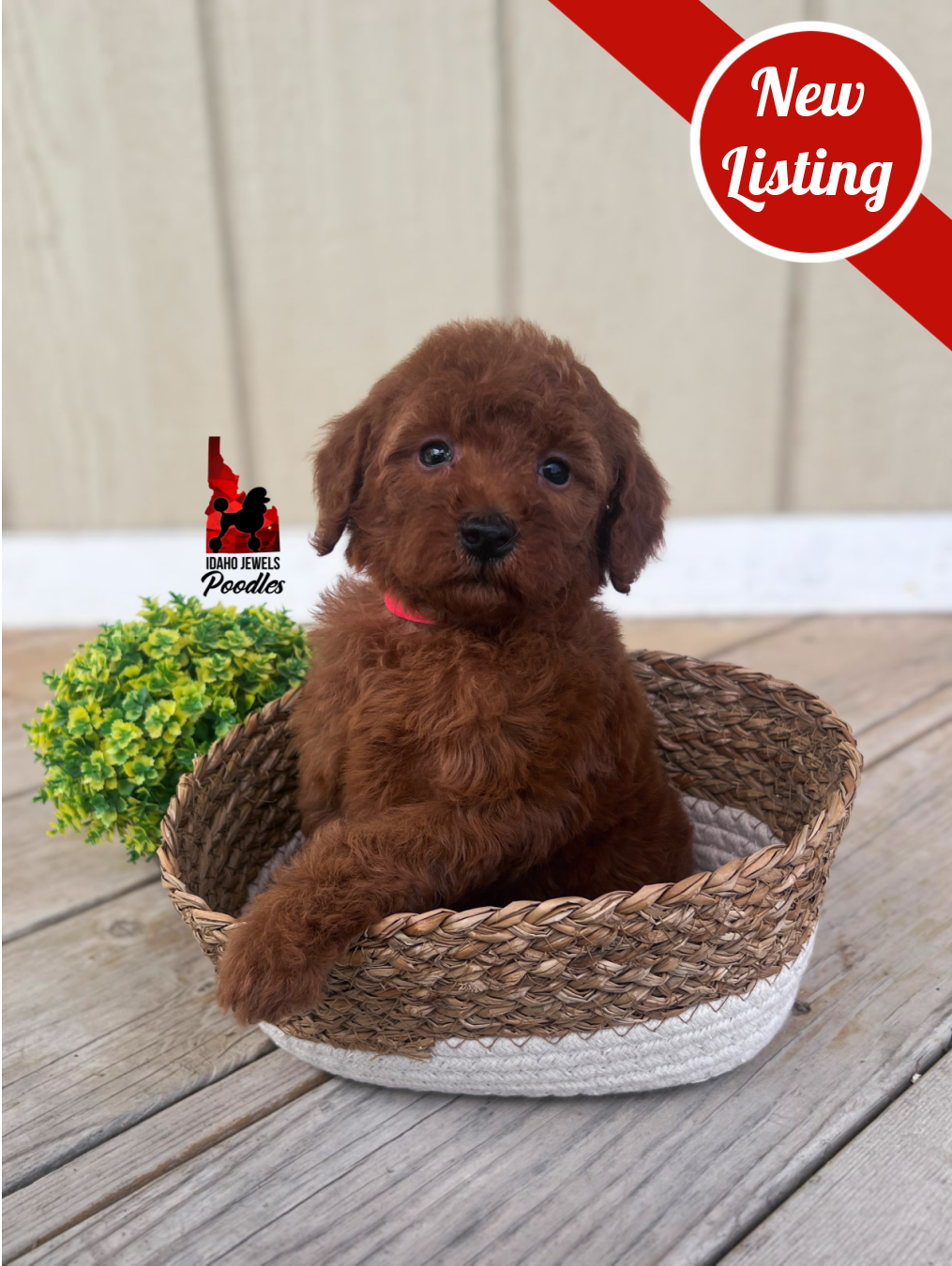 Minnie, Red Mini Poodle Girl~ Pet