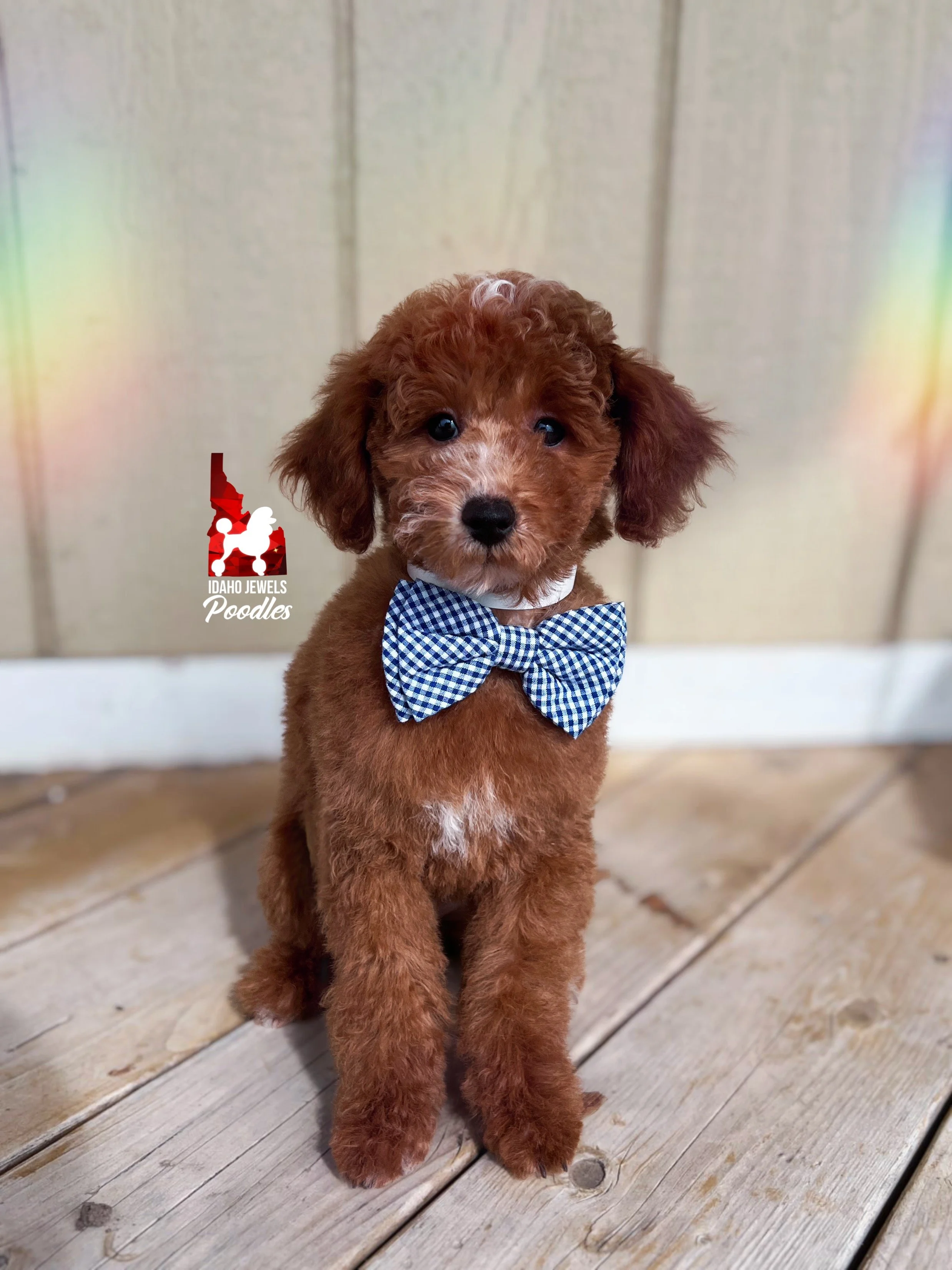 Flash - 12 wks (3).JPG