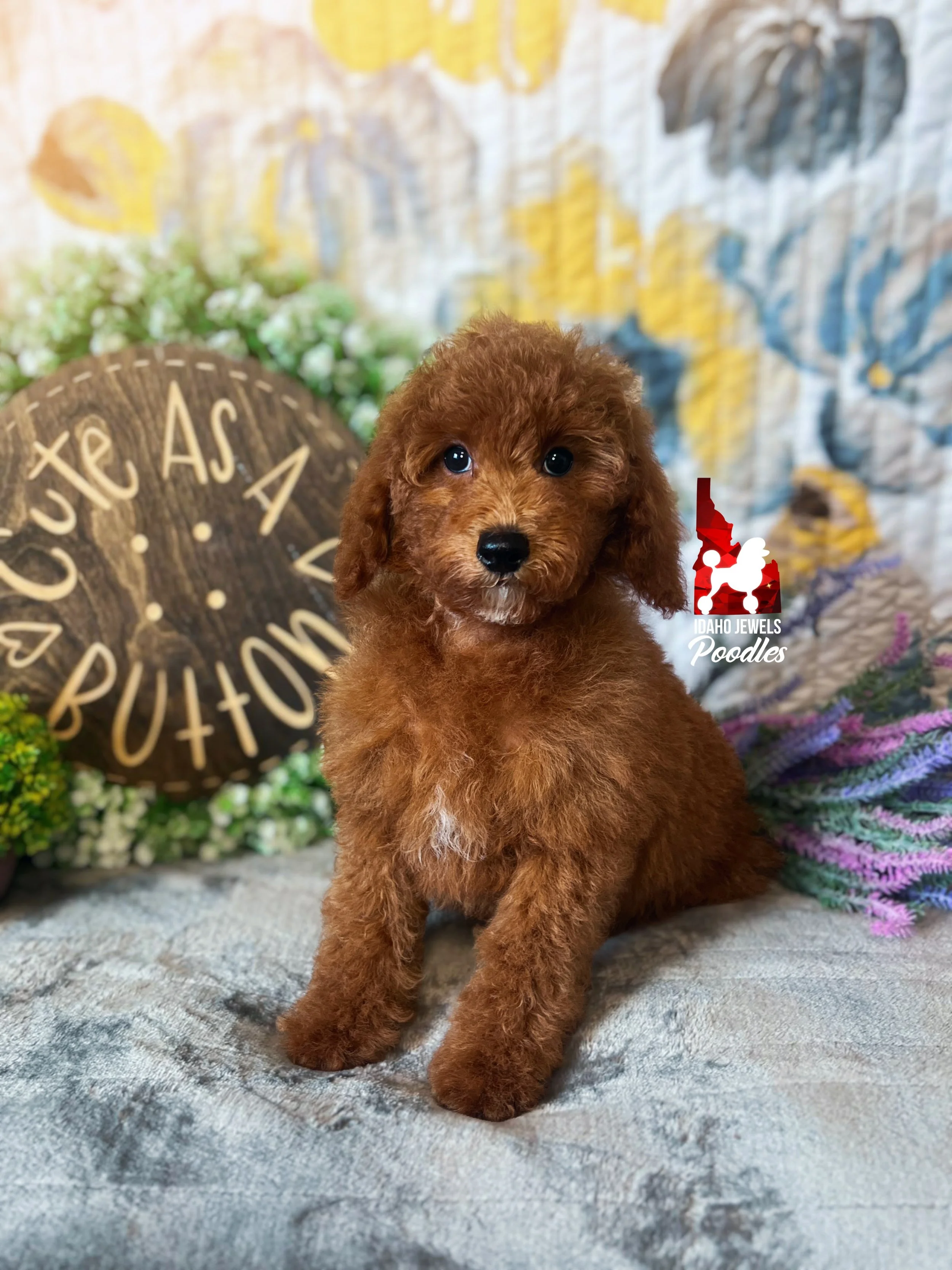 Ava, Red Large Mini Poodle Girl~ Breeder or Pet
