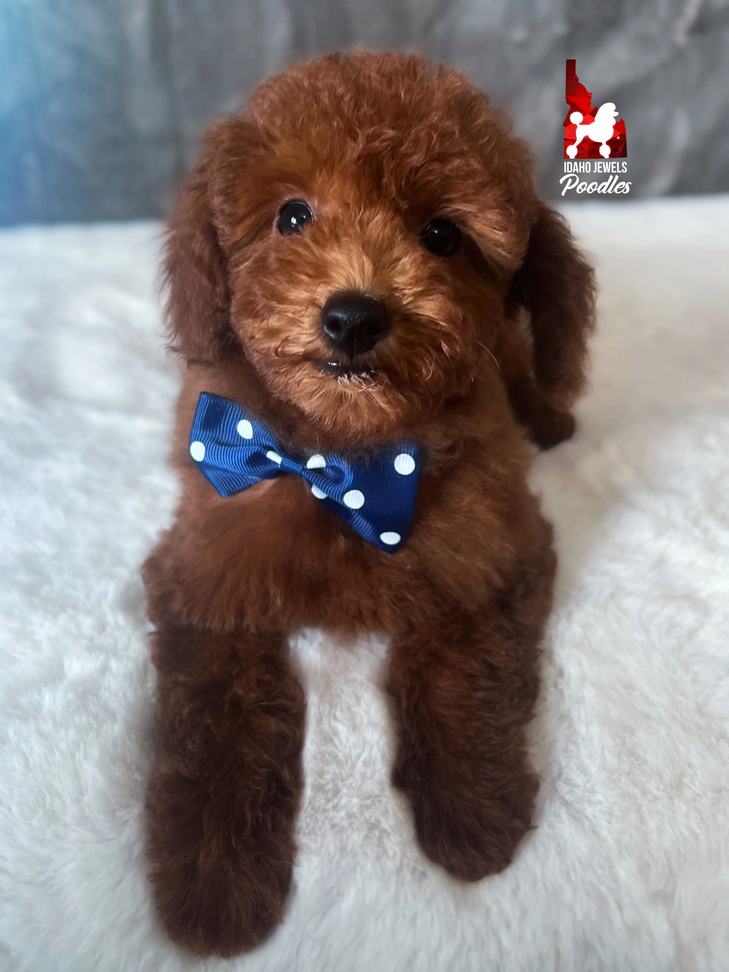 Balto - 12 wks-3.jpg