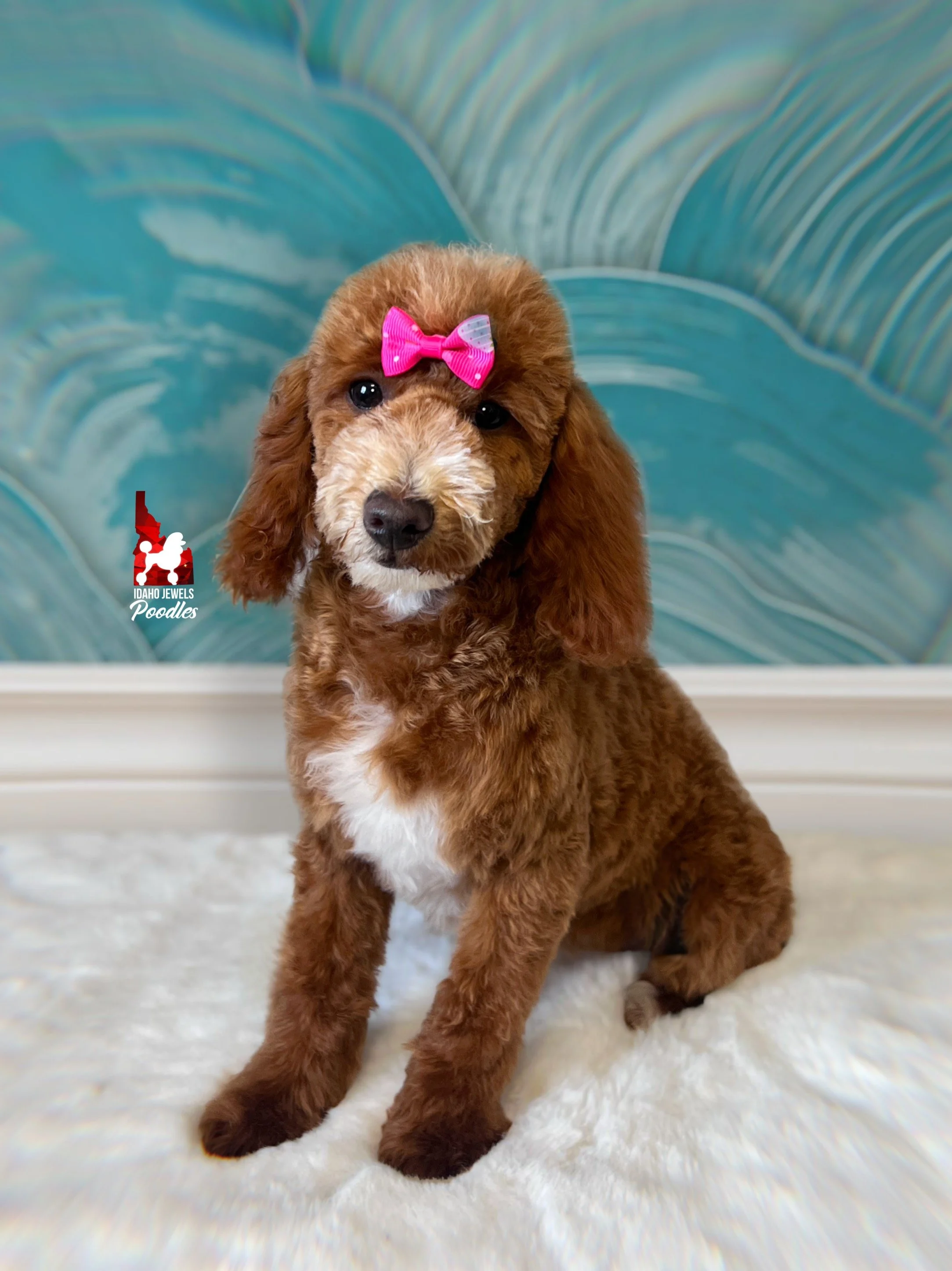 Capri - 20 wks.jpg