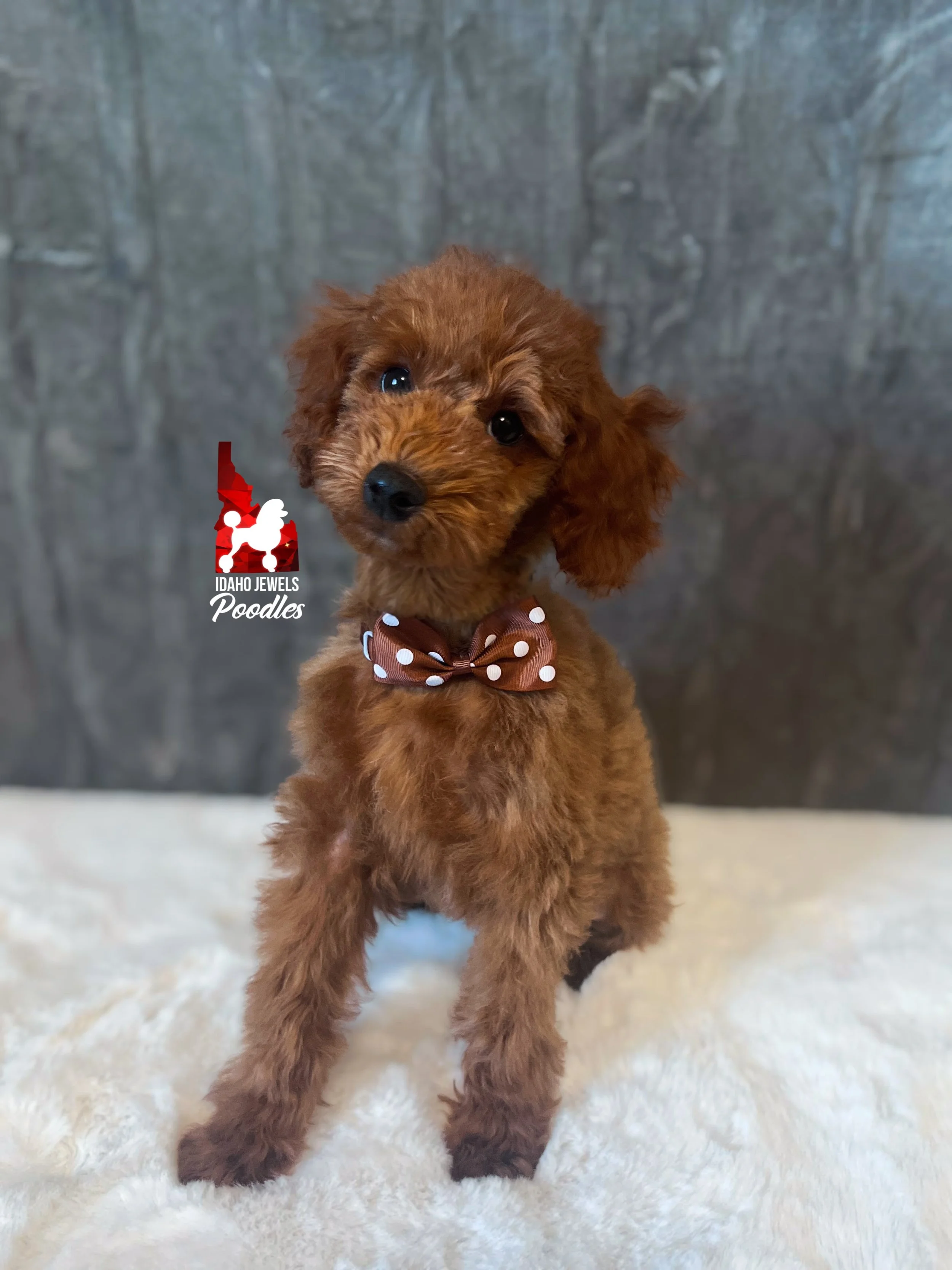 Graham, Red Small Mini Poodle Boy ~ Breeder or Pet