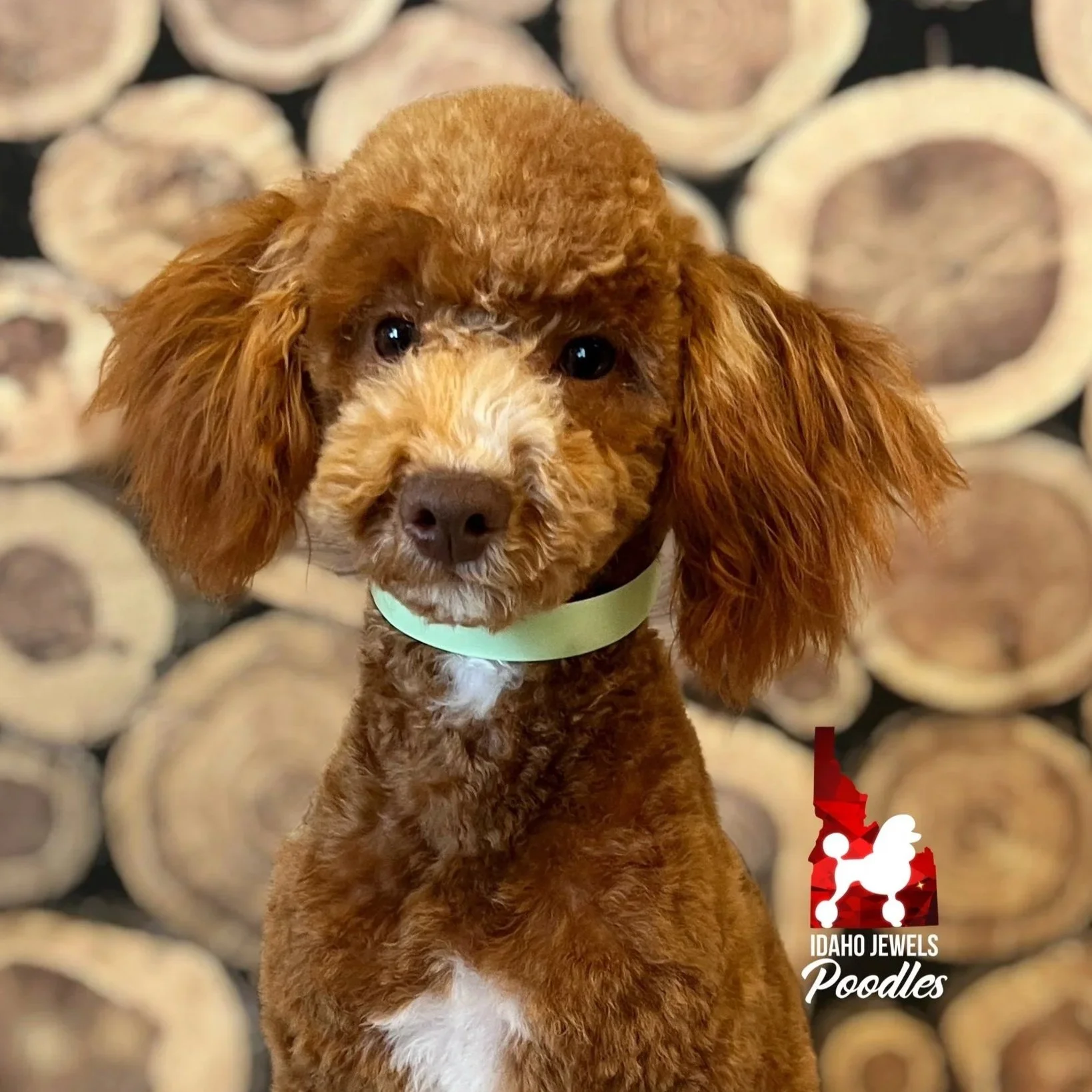 Lilo - Aug 2025 (4).jpg