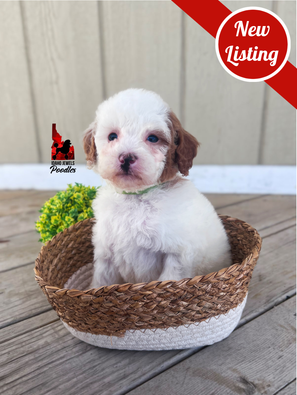 Nala, Red Parti Mini Poodle Girl~ Breeder *Clear* or Pet