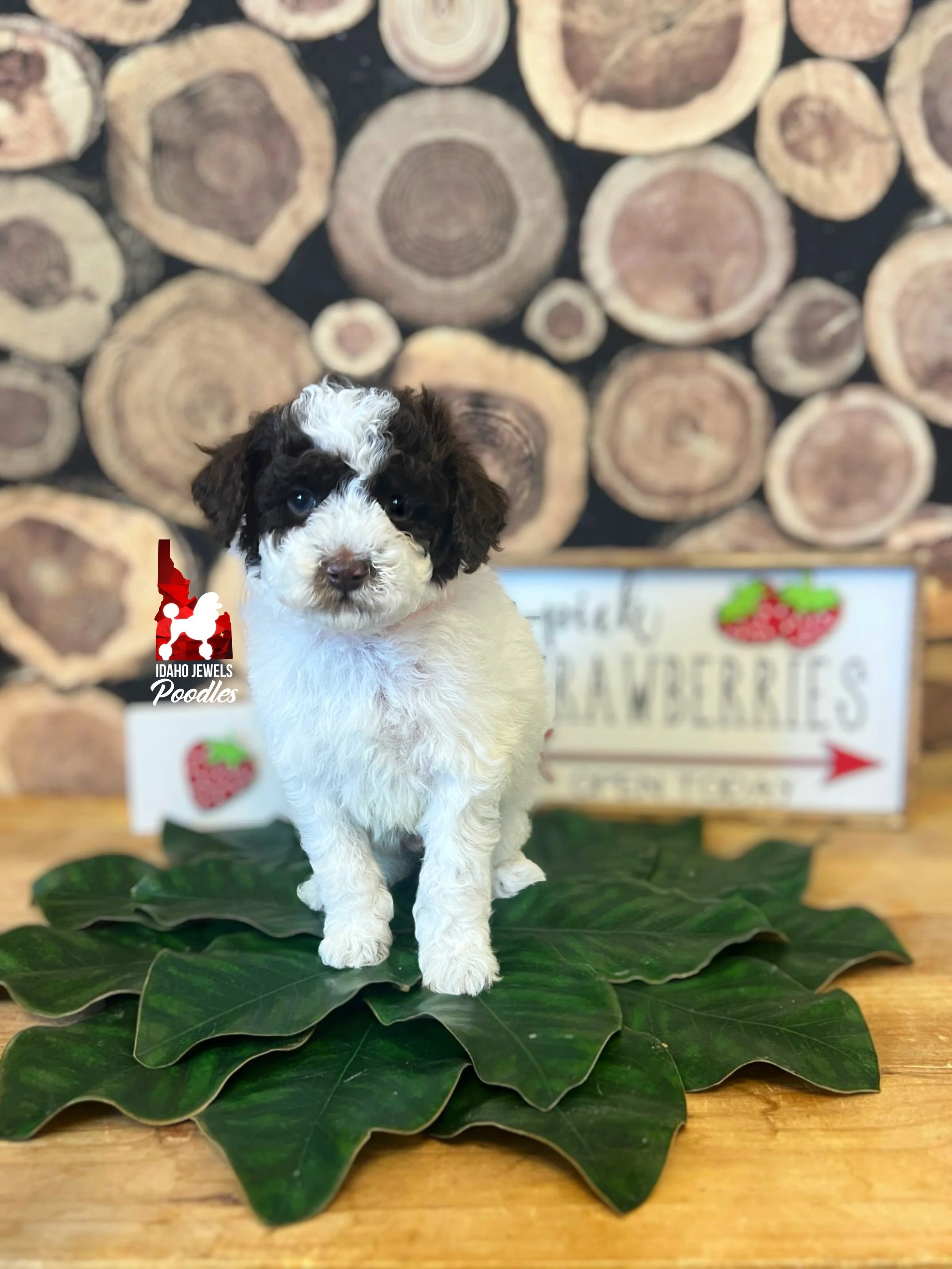 Nico - 6 wks.jpeg