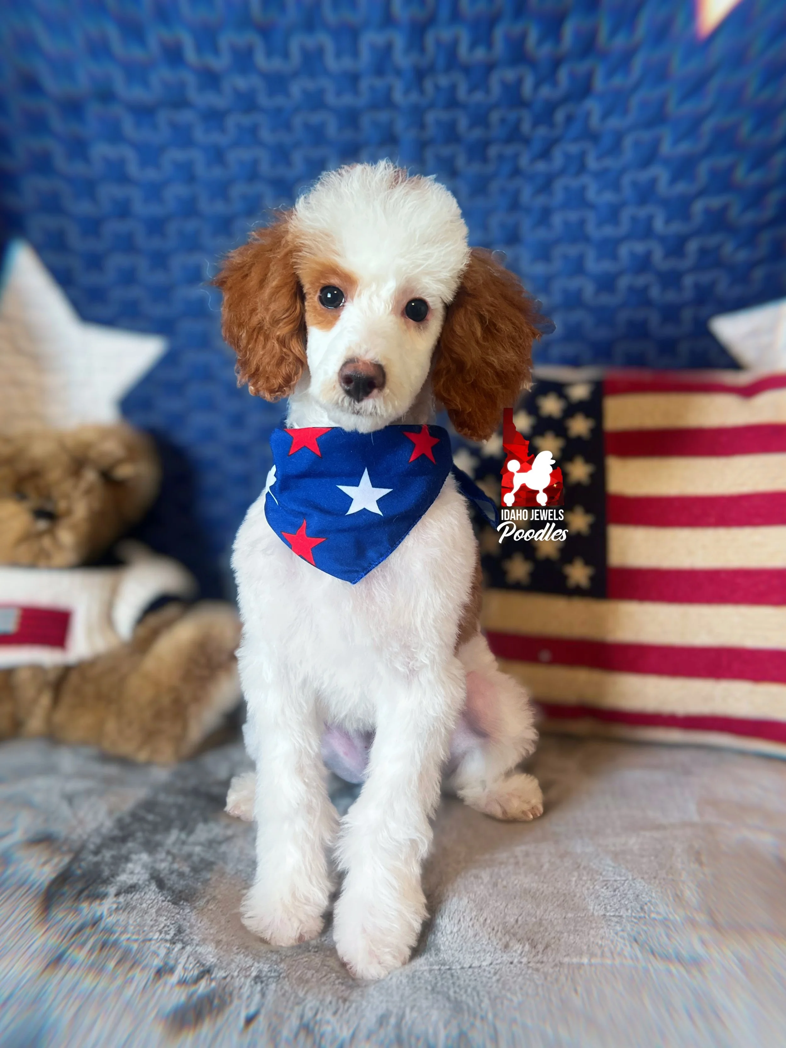 Mushu - 12 wks-2.jpg