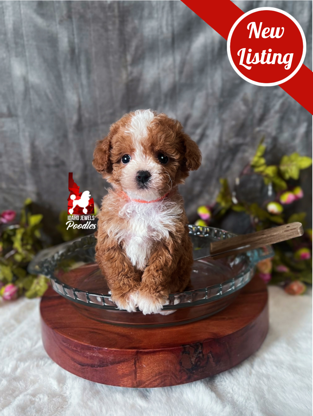 Peach, Red with White Markings Tiny Toy Poodle Girl~ Pet