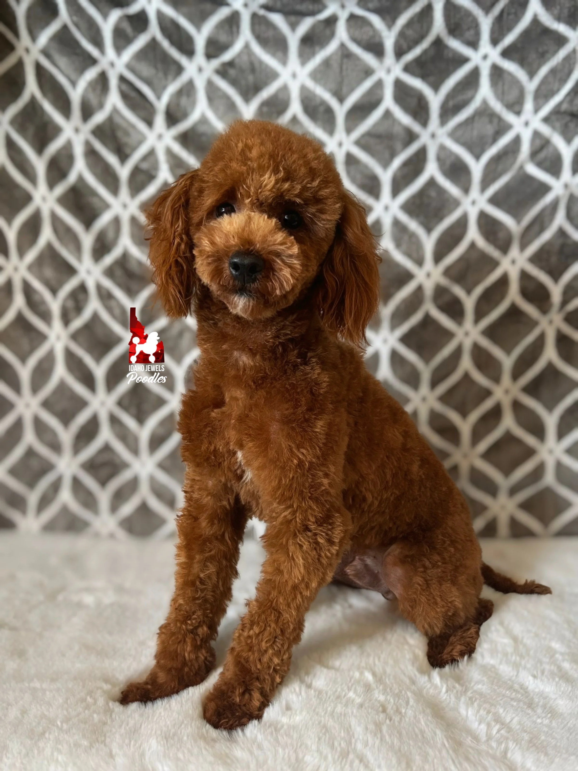 Crumble, Red Mini Poodle (Stud Service)