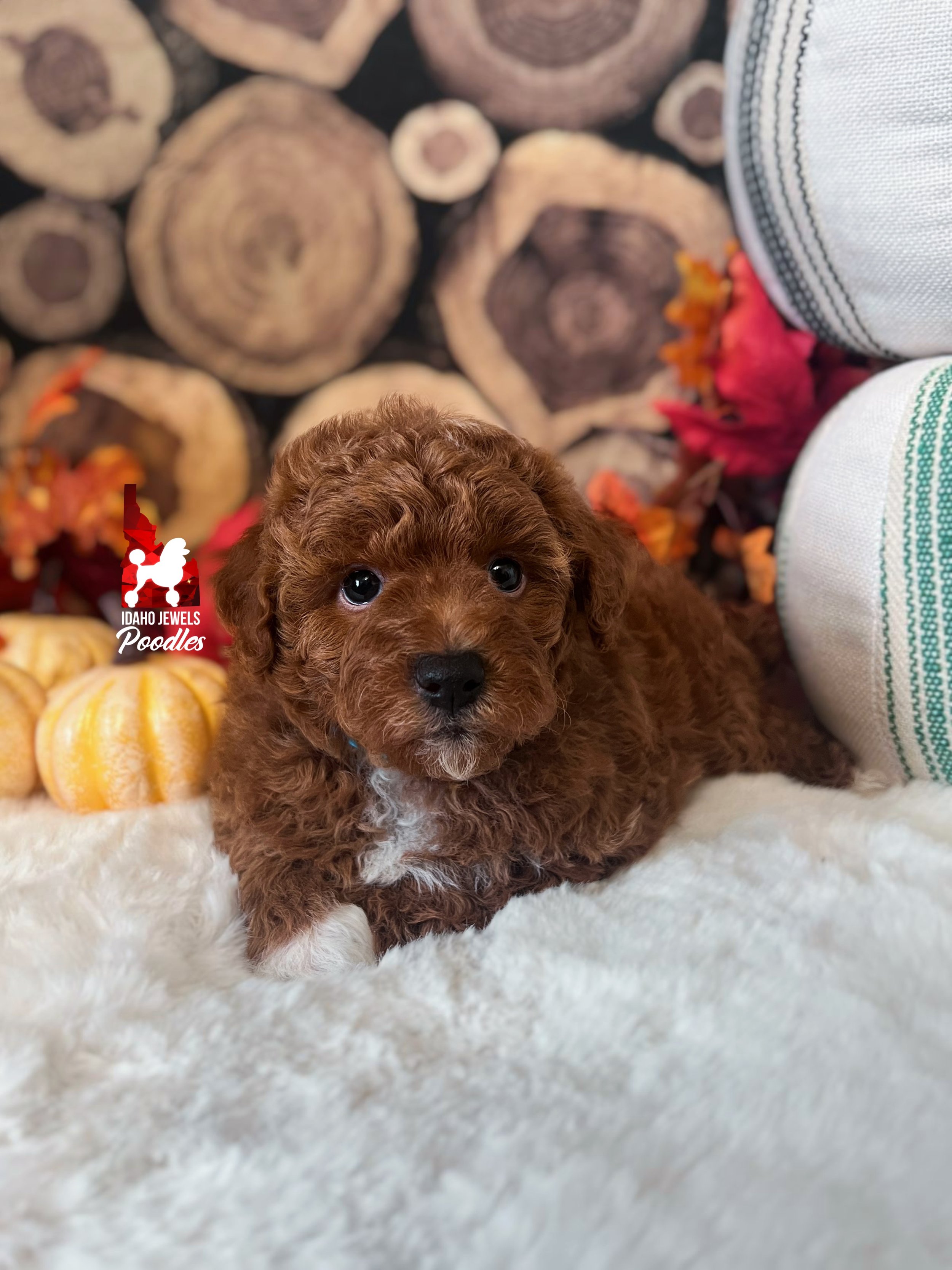 Austen - 6 wks.jpg