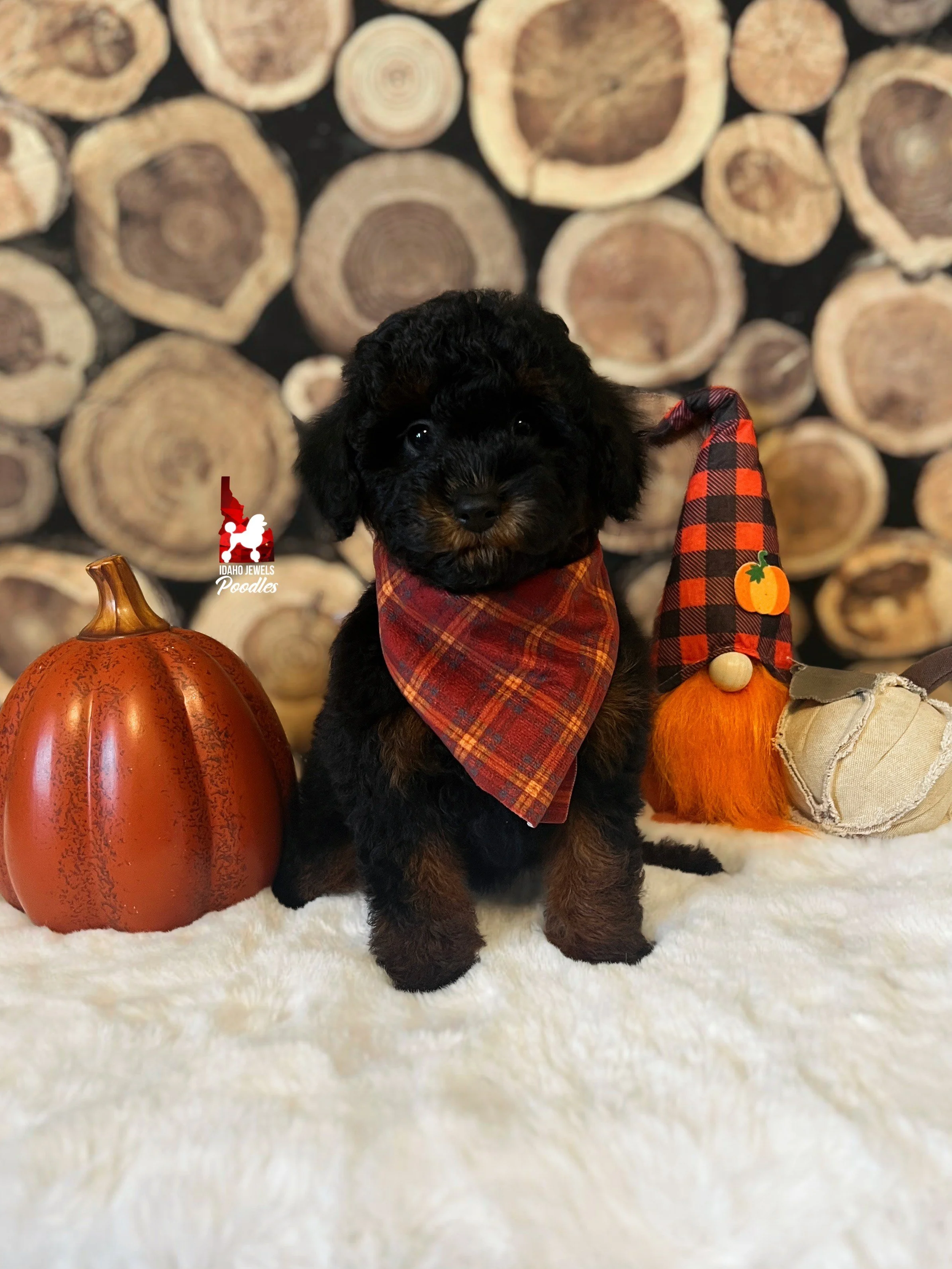 Mackenzie - 10 wks.jpeg