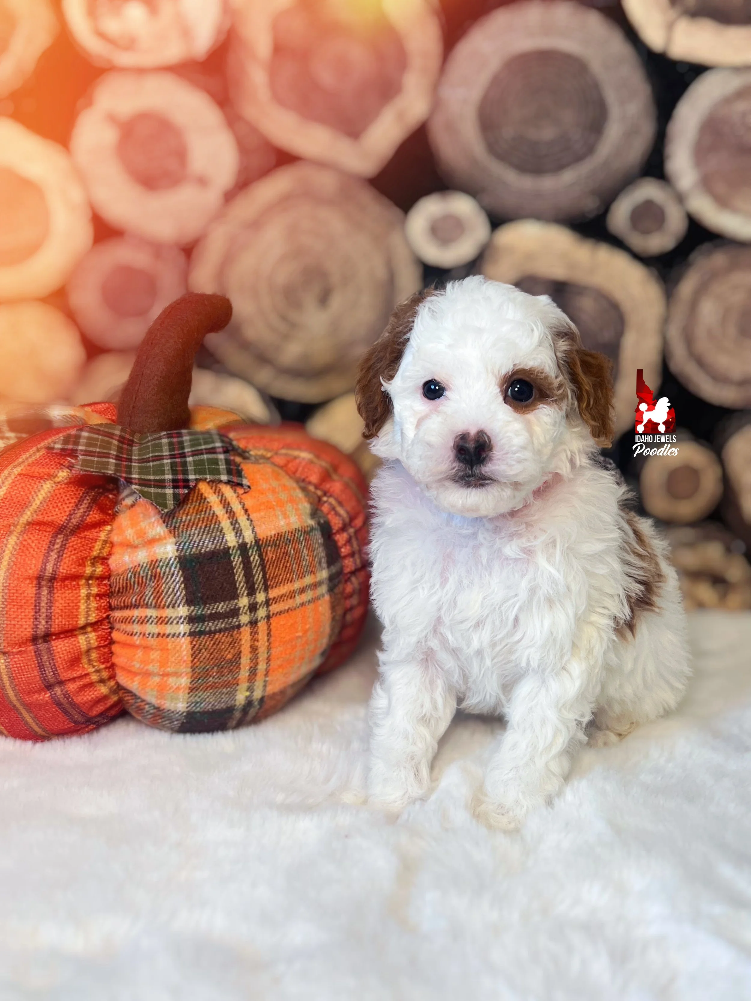 Paprika - 6 wks-1.jpg