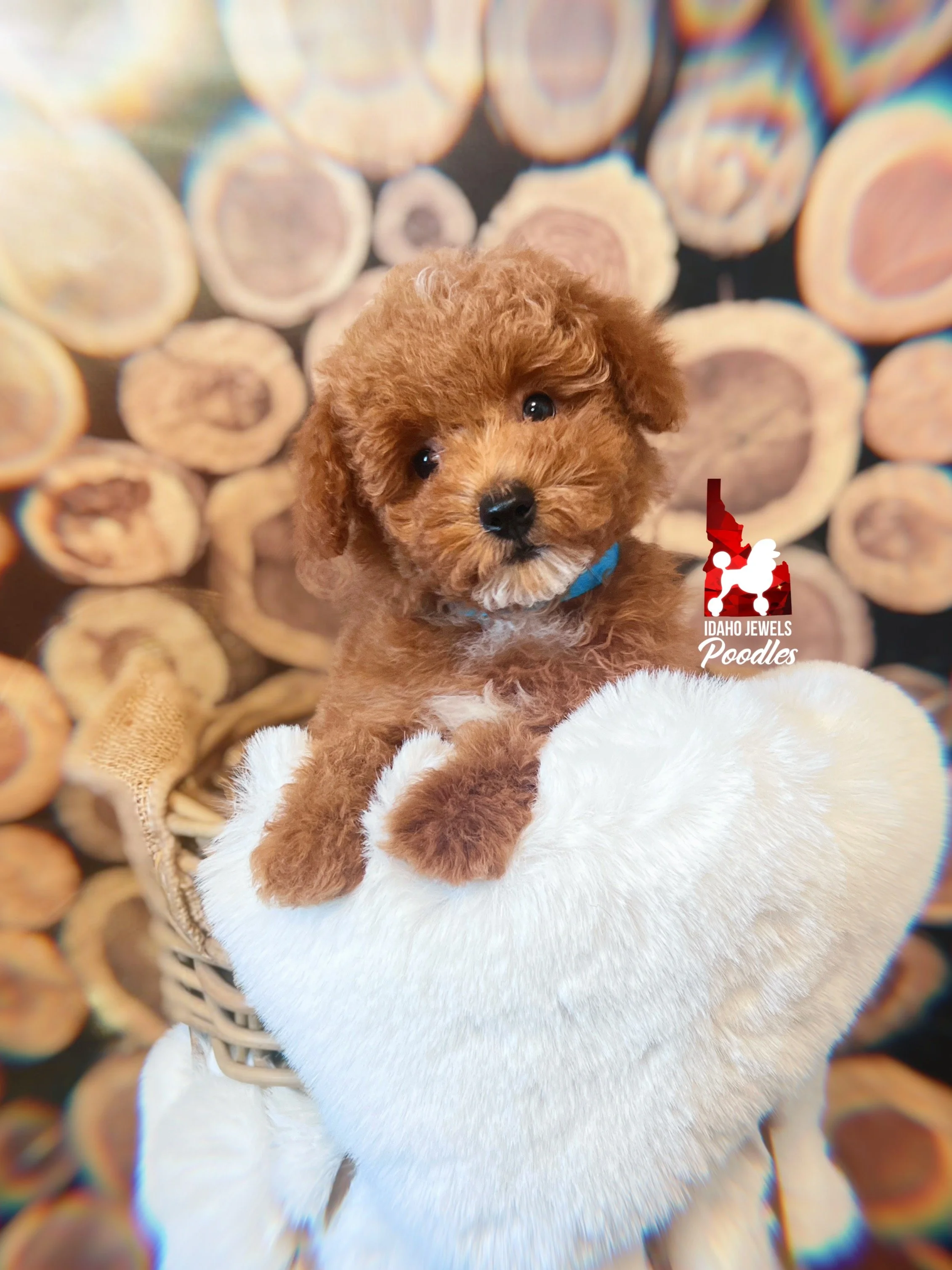 Clover, Red w/ White Markings Toy Poodle Boy~ Breeder or Pet