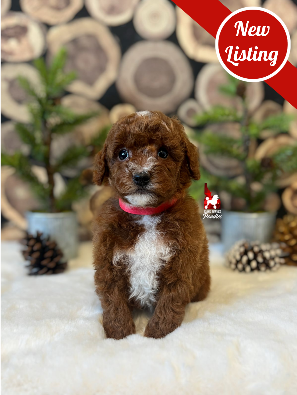 Copper, Dark Red w/ White Markings Mini Poodle Boy~ Pet