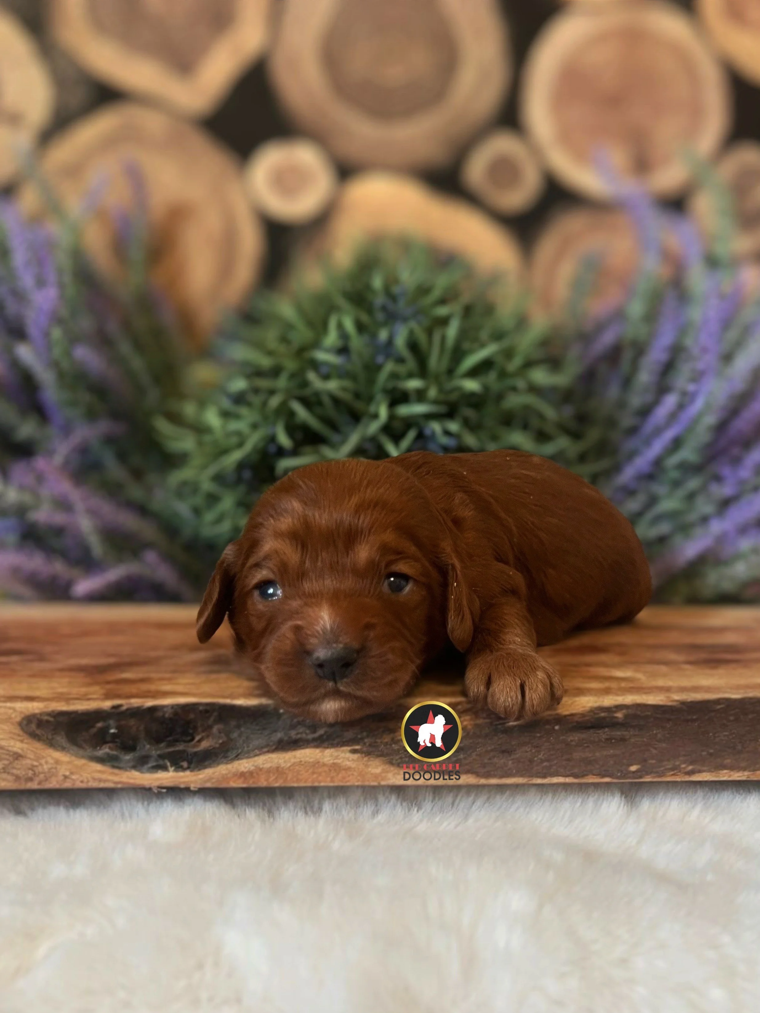 Rolo - 2 wks.jpeg