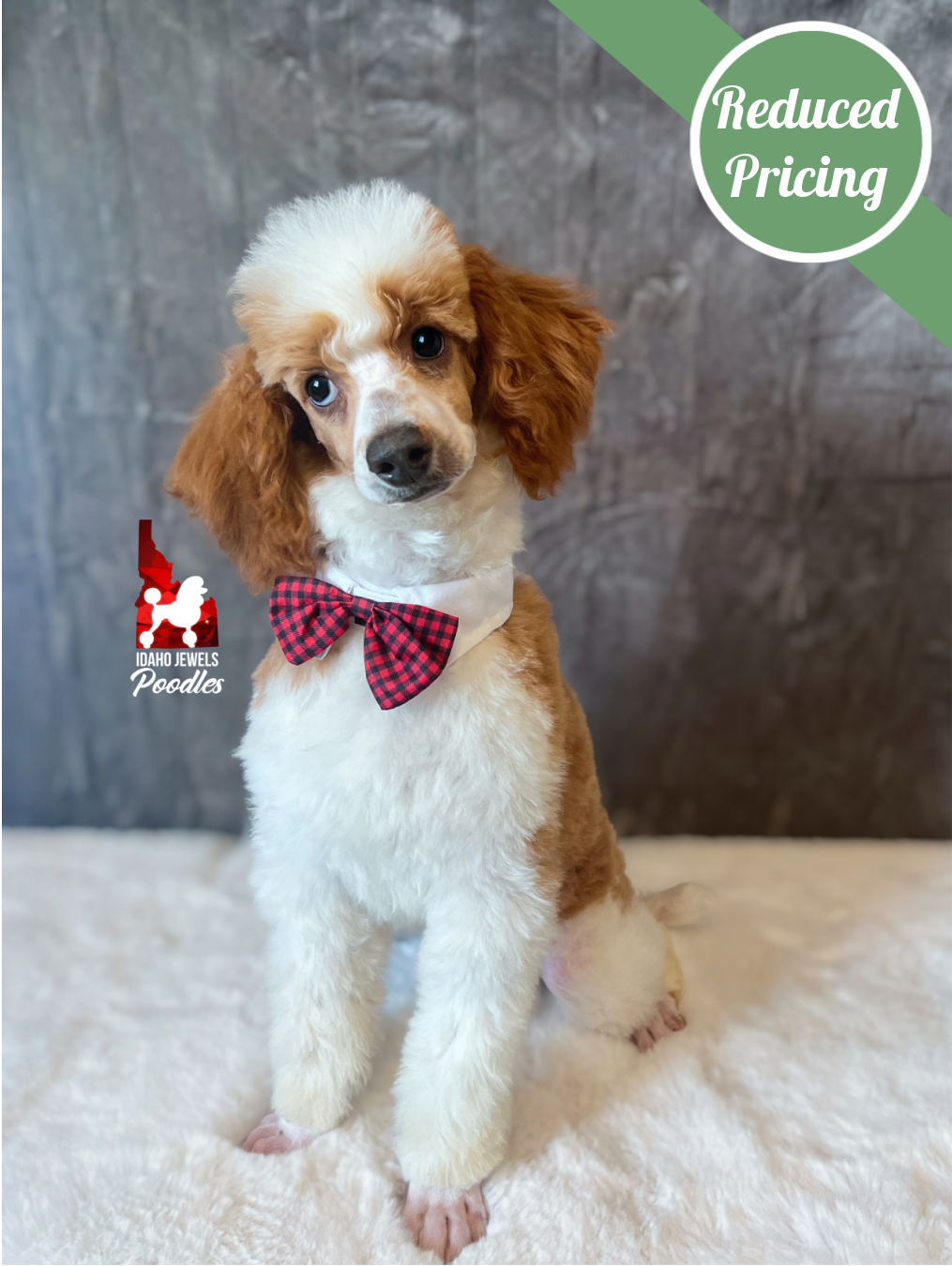 Dice, Red Parti Mini Poodle Boy ~ Pet