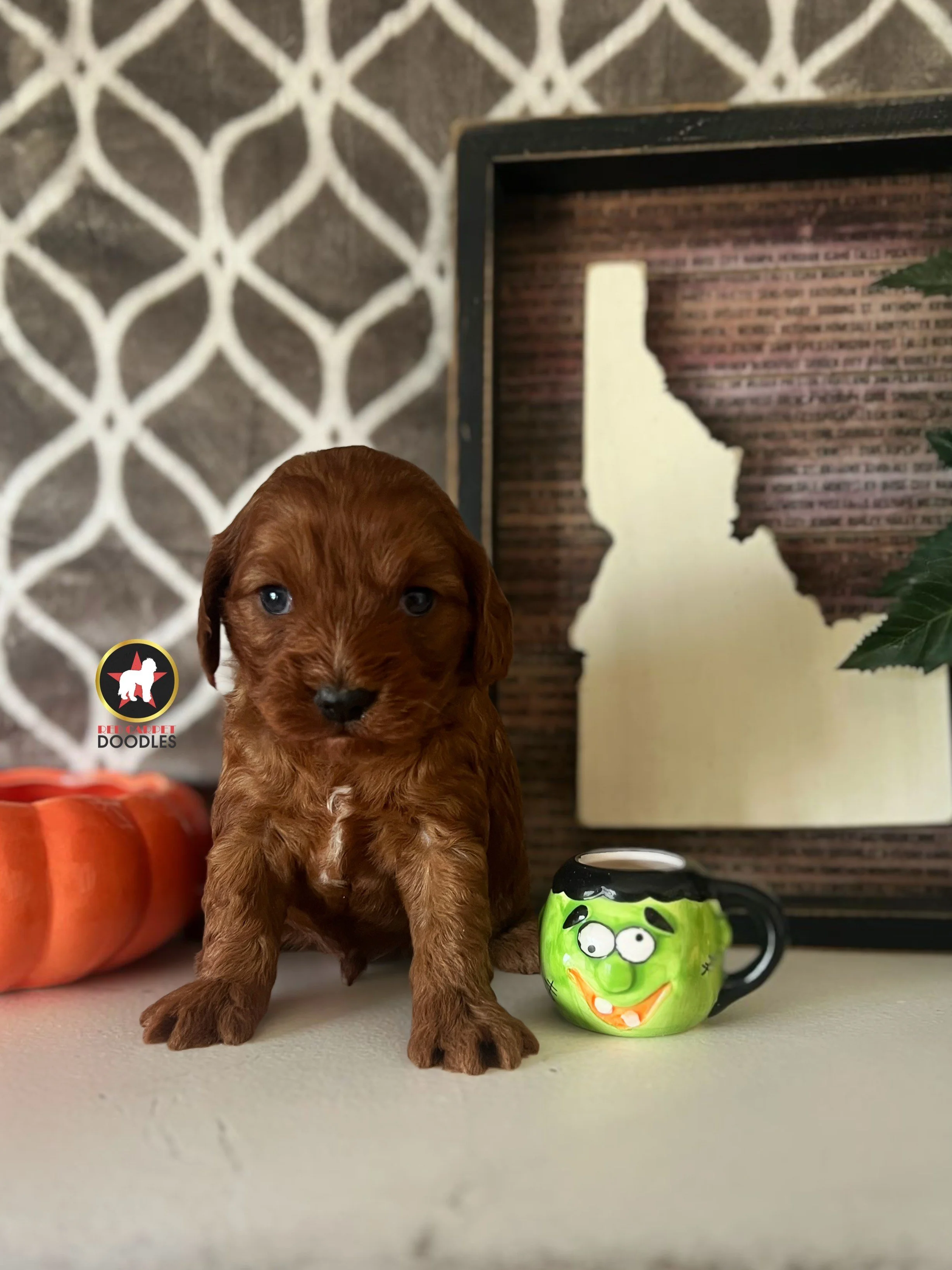 Rolo - 4 wks.jpeg