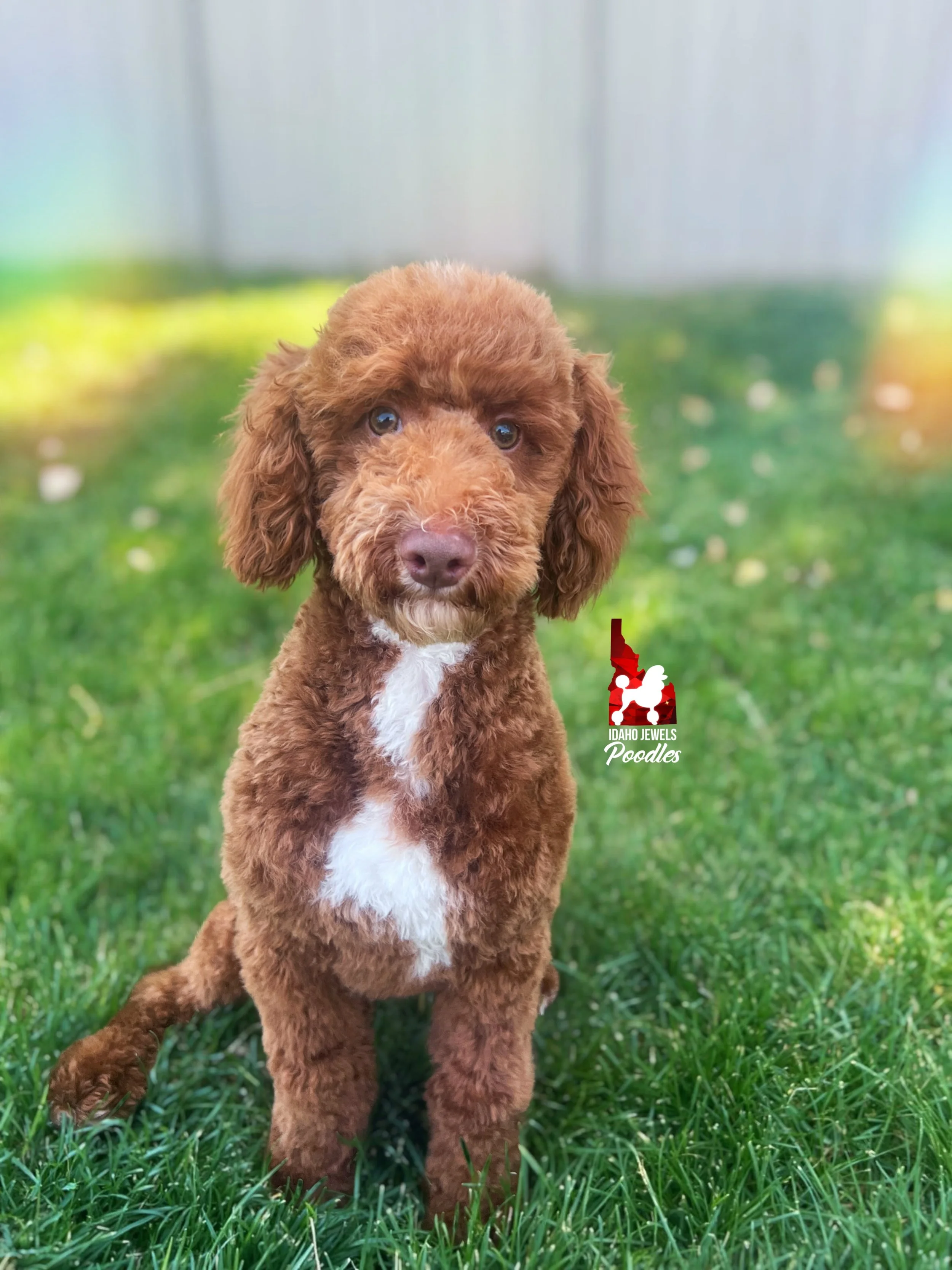 Tommy - 27 wks-1.jpg