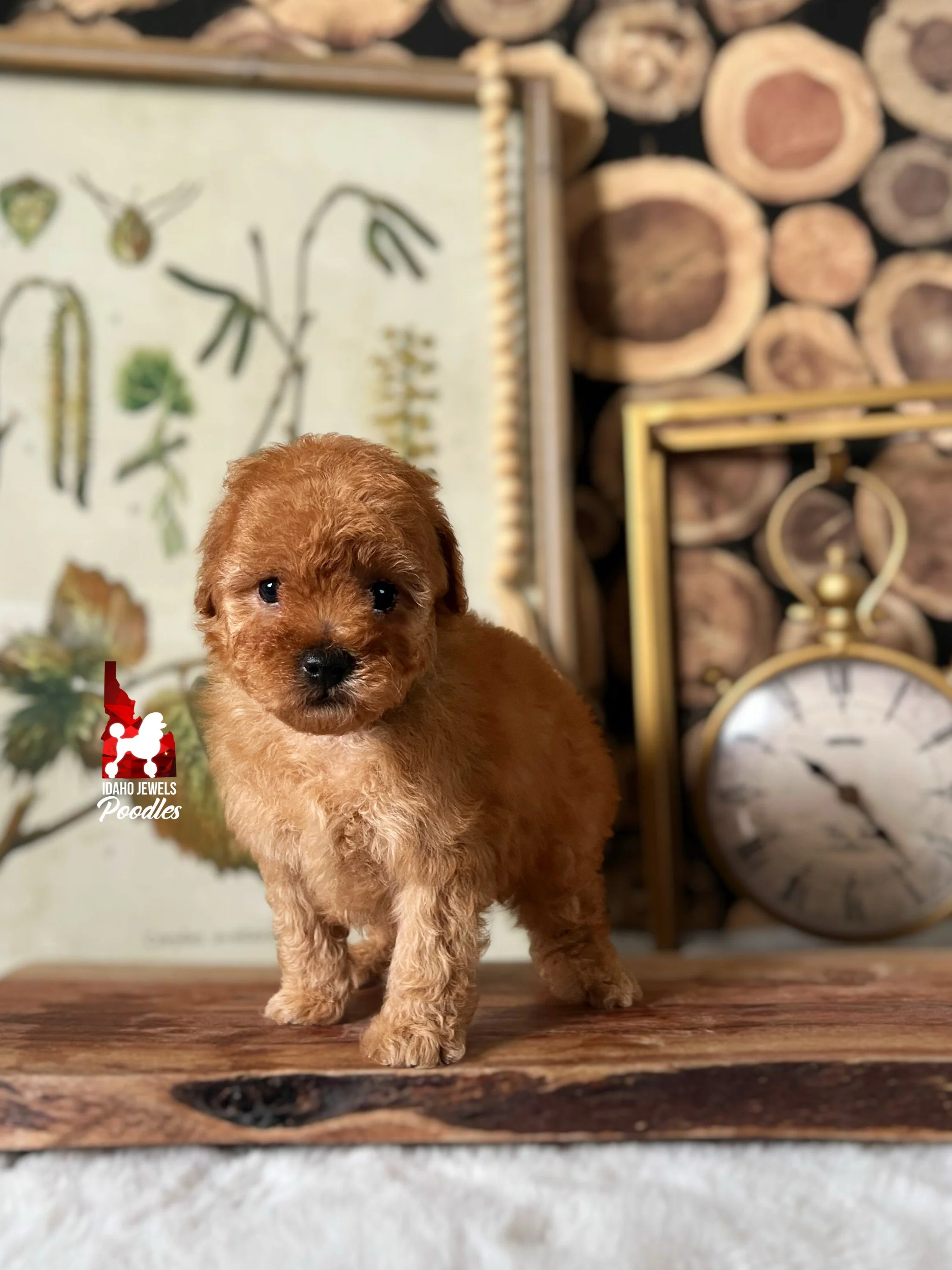 Indie - 6 wks (1).jpg