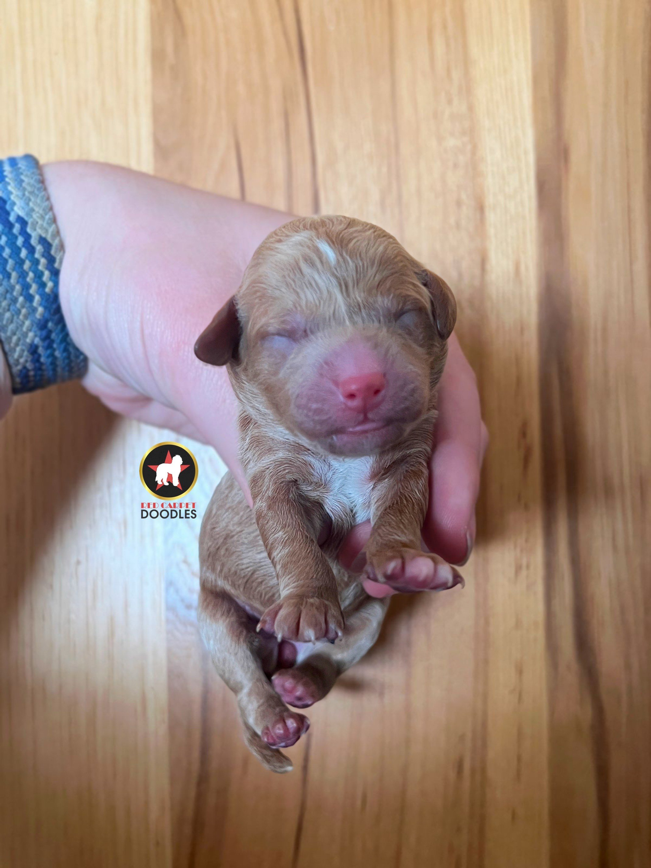 Gina - Newborn.jpeg