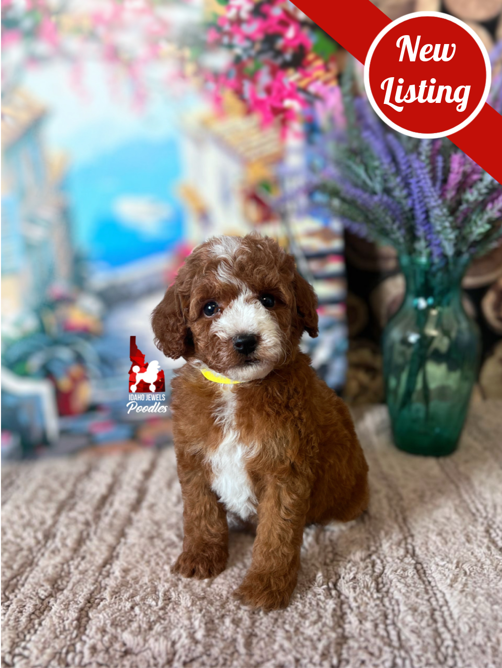 Vienna, Red with White Markings Mini Poodle Girl~ Pet