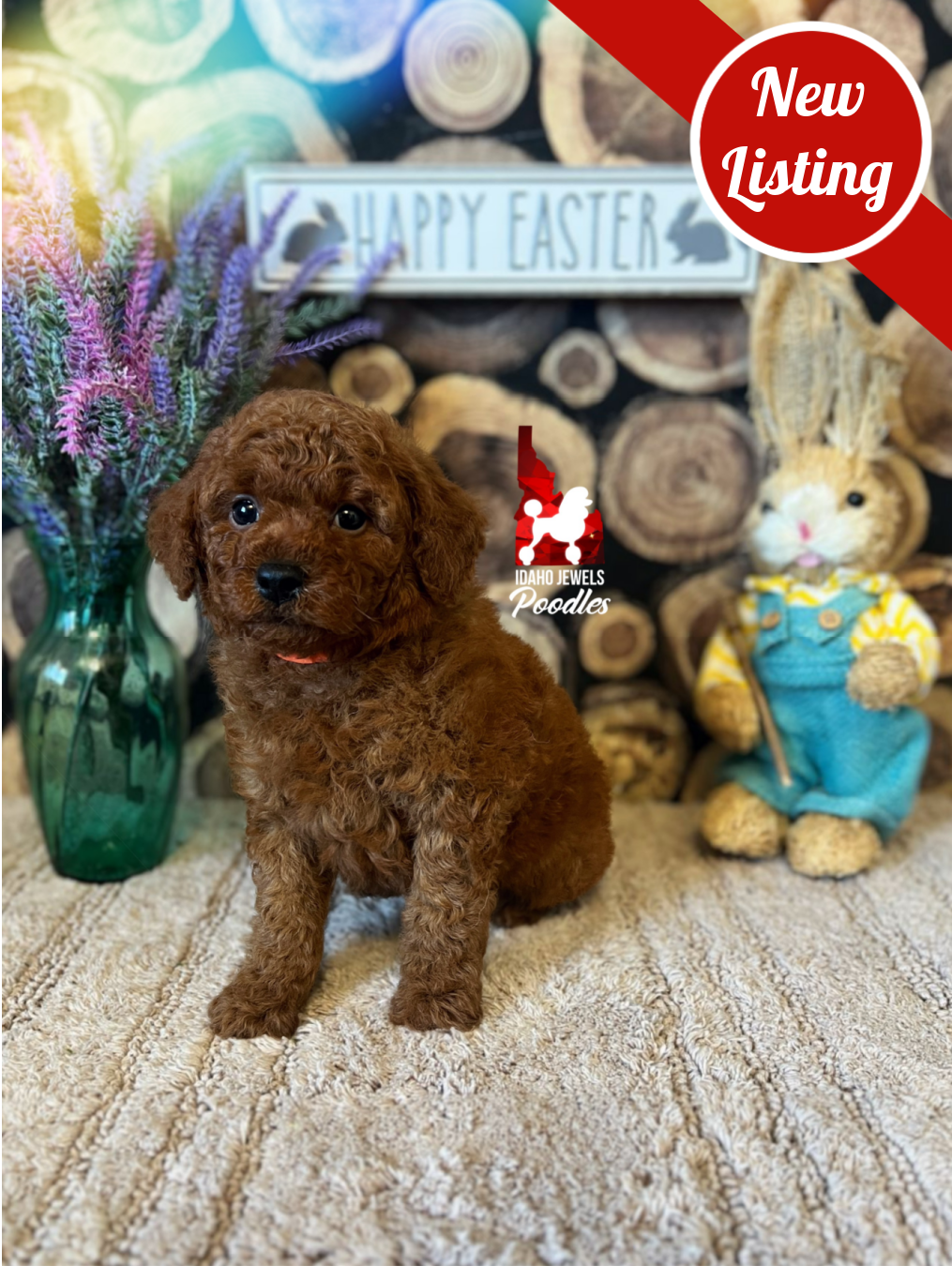 Wynn, Solid Red Mini Poodle Boy~ Breeder or Pet