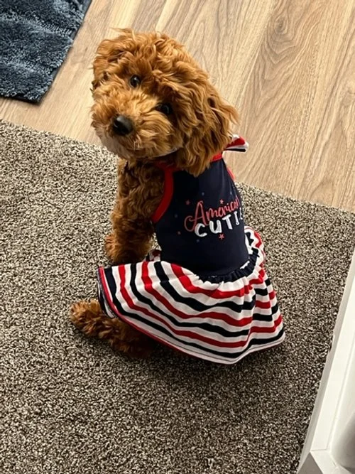 Junebug.Dodger Lady now owned by Shannon Dewar.jpeg