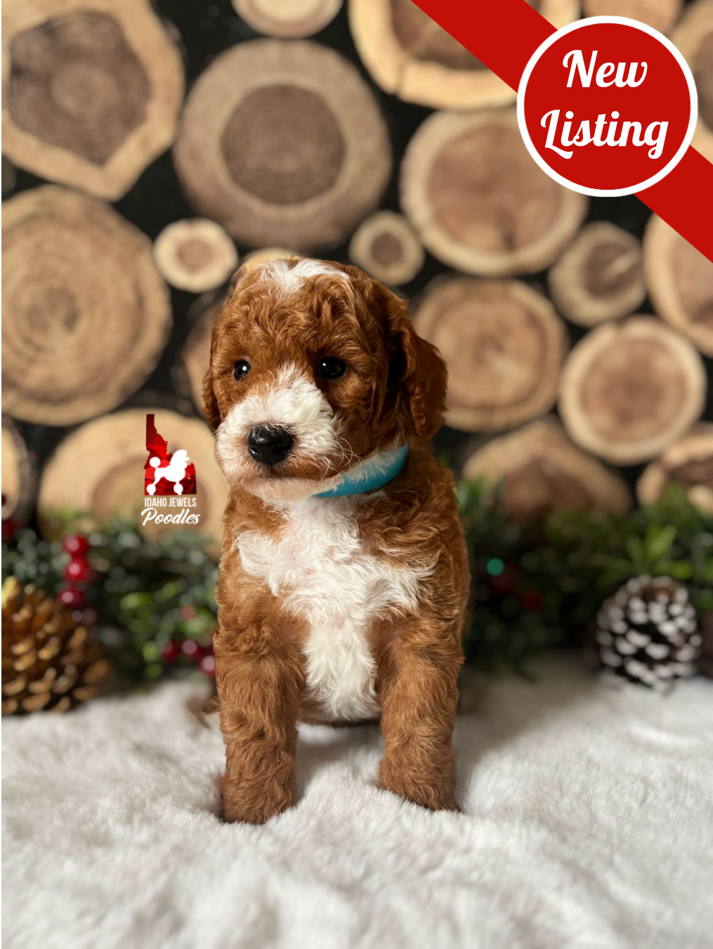 Bronco, Red with White Markings Mini Poodle Boy~ Breeder or Pet