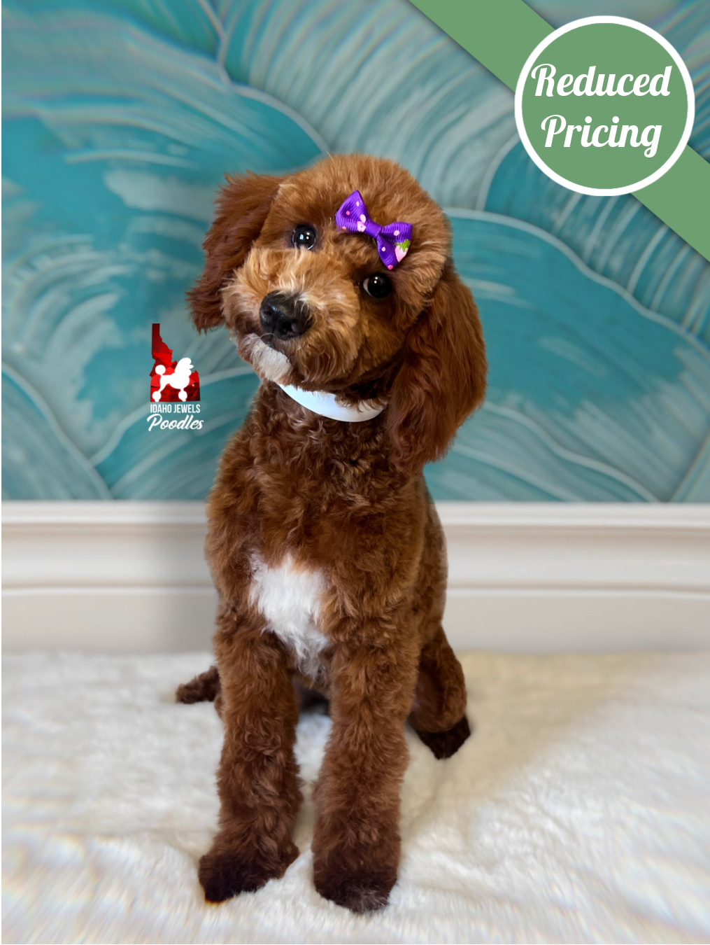 Brooklyn, Red w/ White Large Mini Poodle Girl~ Pet