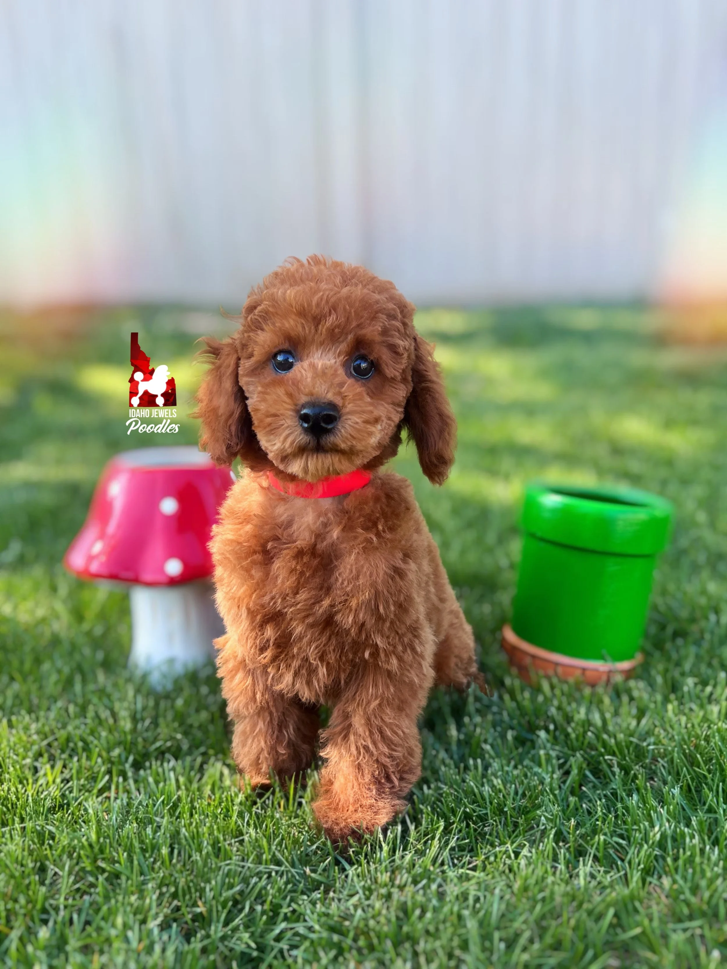 Mario, Red Mini Poodle Boy~ Breeder or Pet
