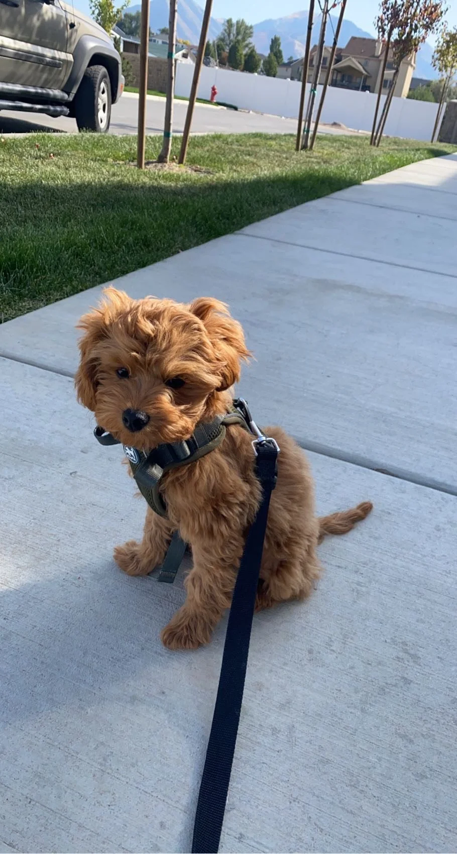 Cheyenne Frankie J S22 - Clyde owned by Ellie (1).jpeg