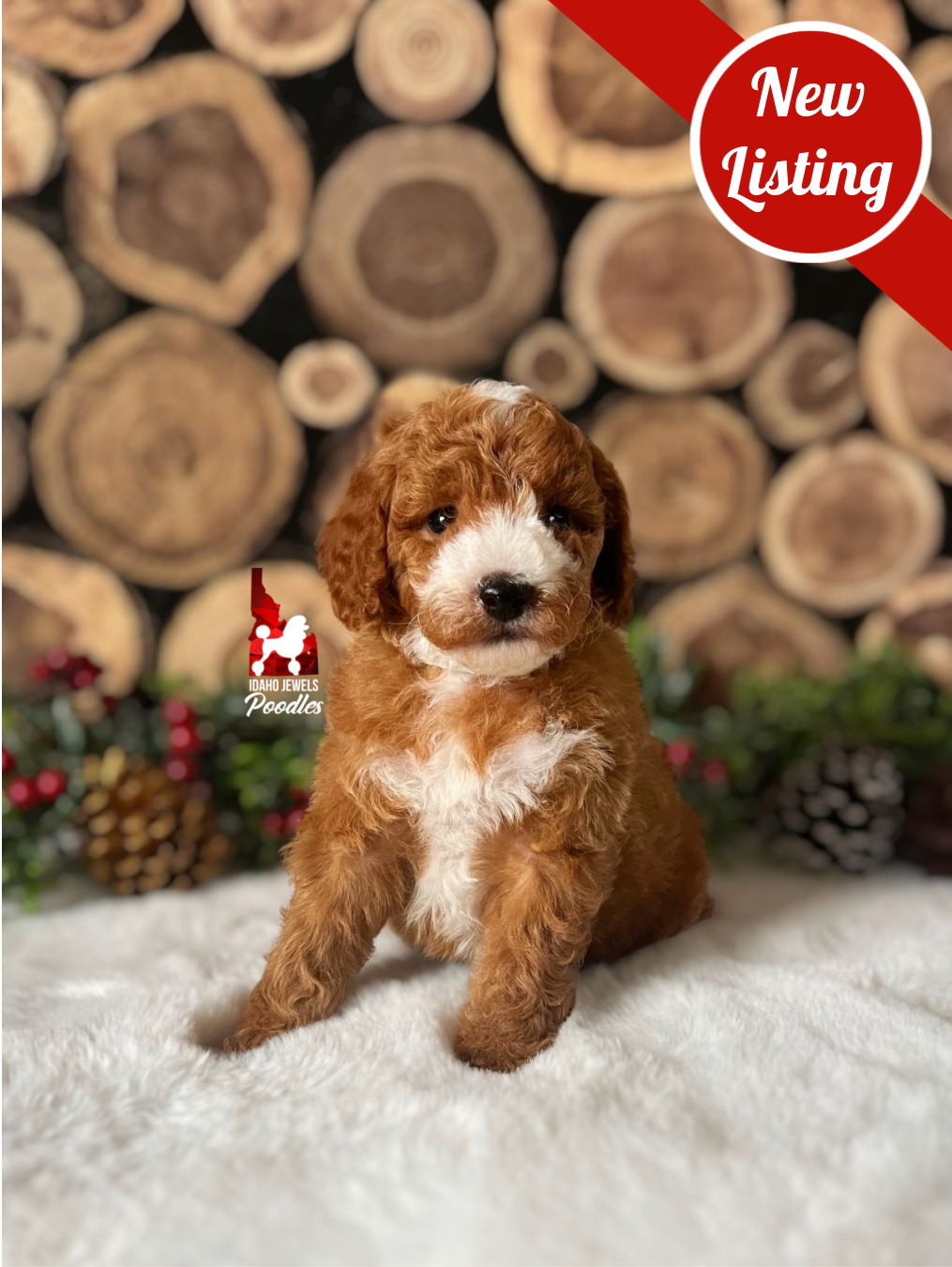 Ranger, Red with White Markings Mini Poodle Boy~ Breeder or Pet