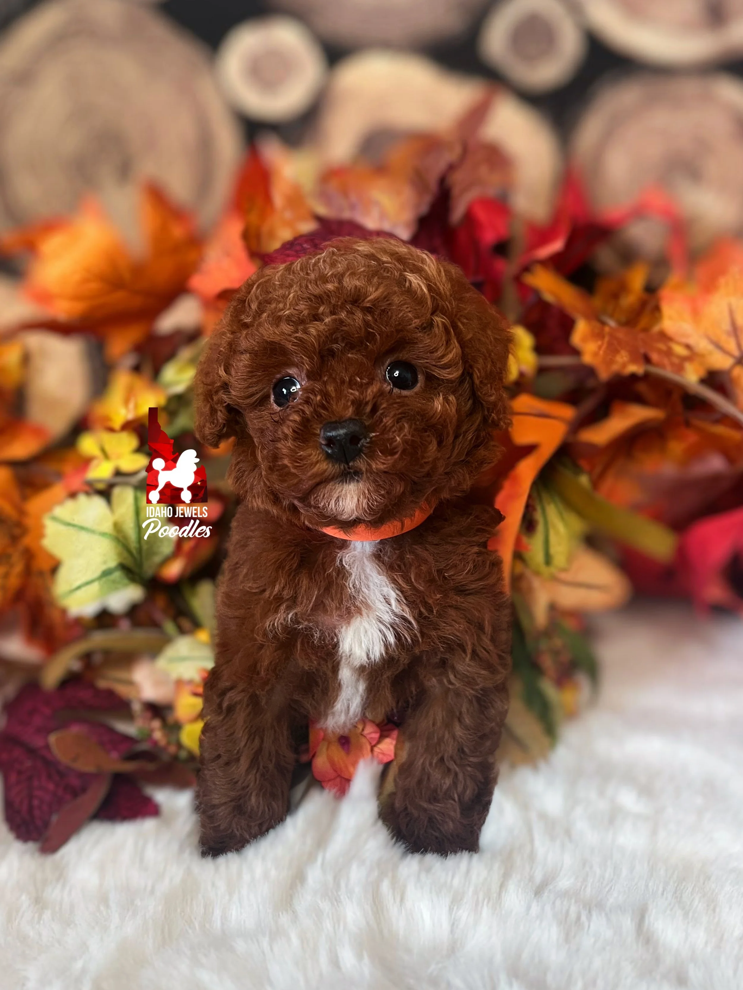 Dolly - 6 wks-2.jpg