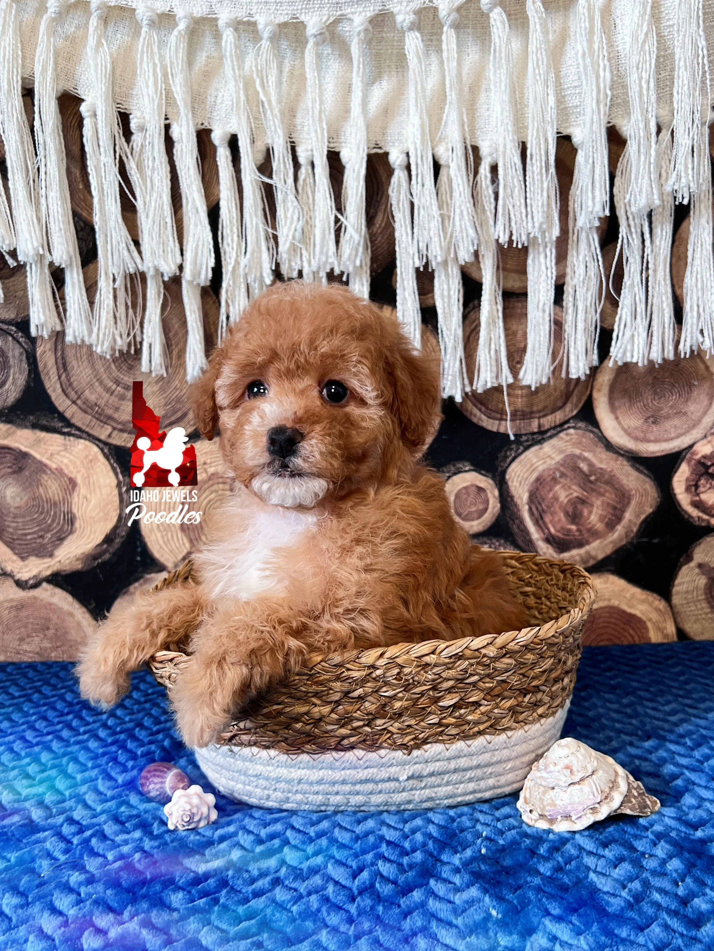Cascade - 6 wks.jpg