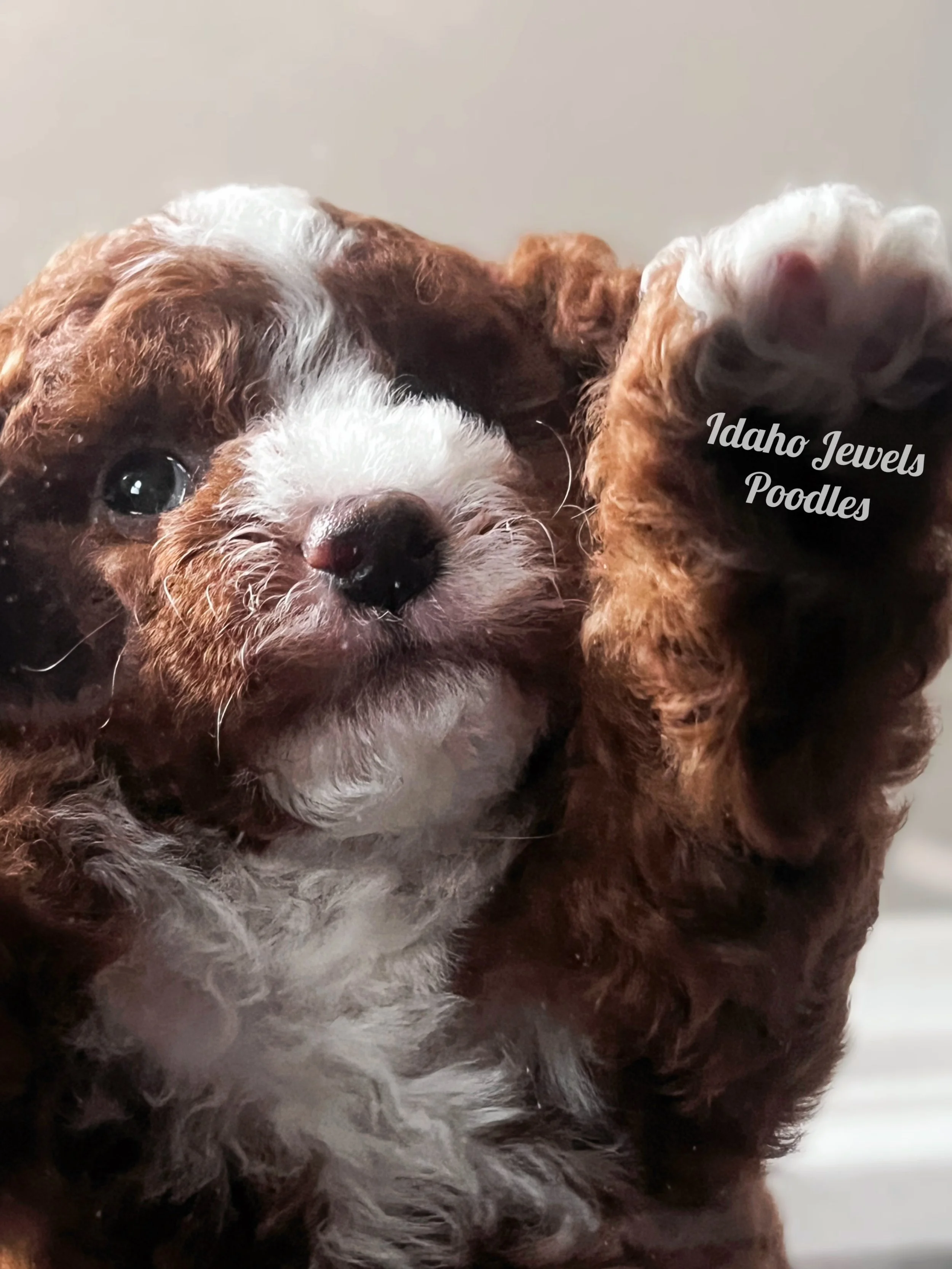 Buzz paw photo edit.jpg
