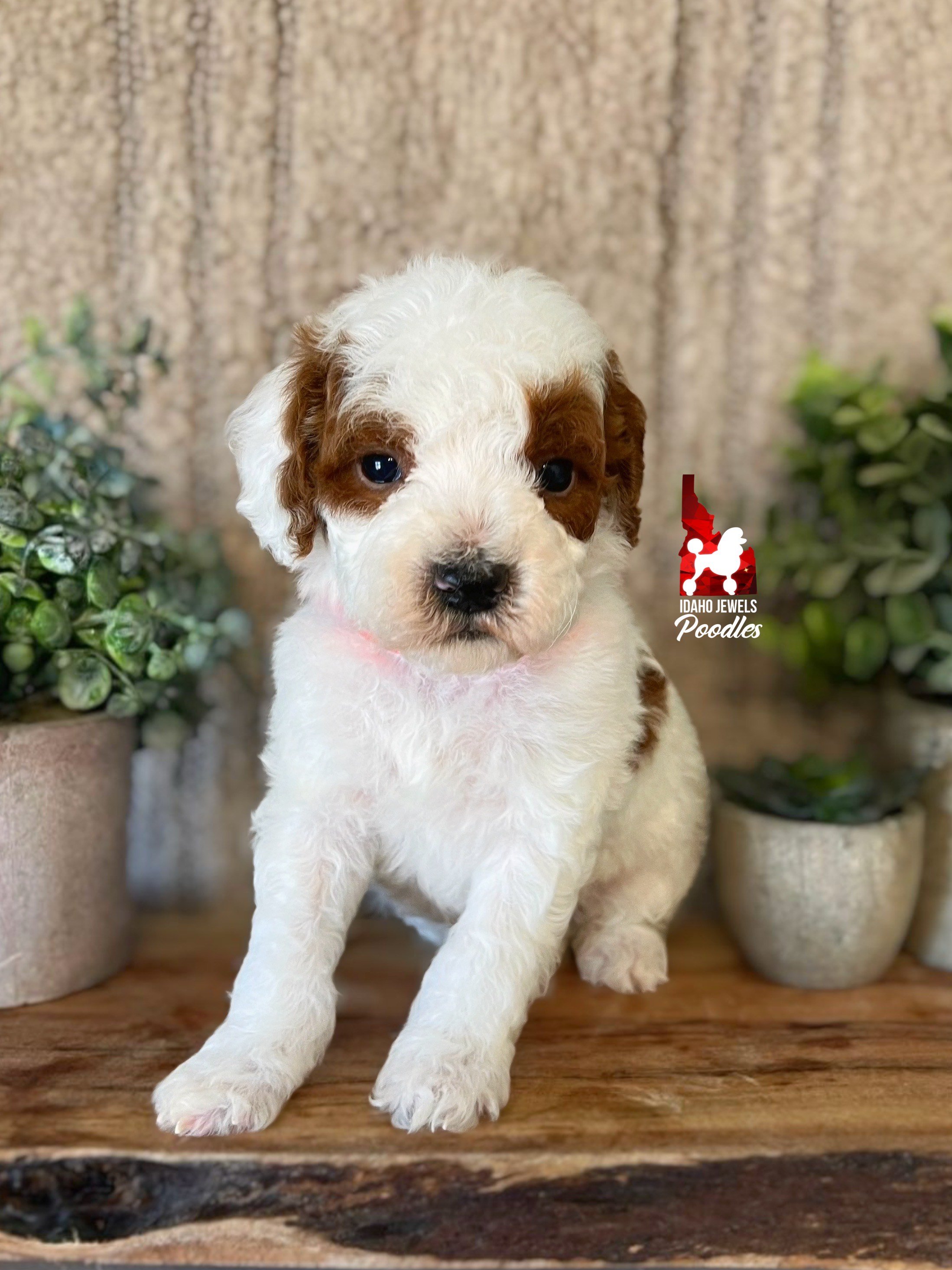 Bucky - 6 wks.jpeg