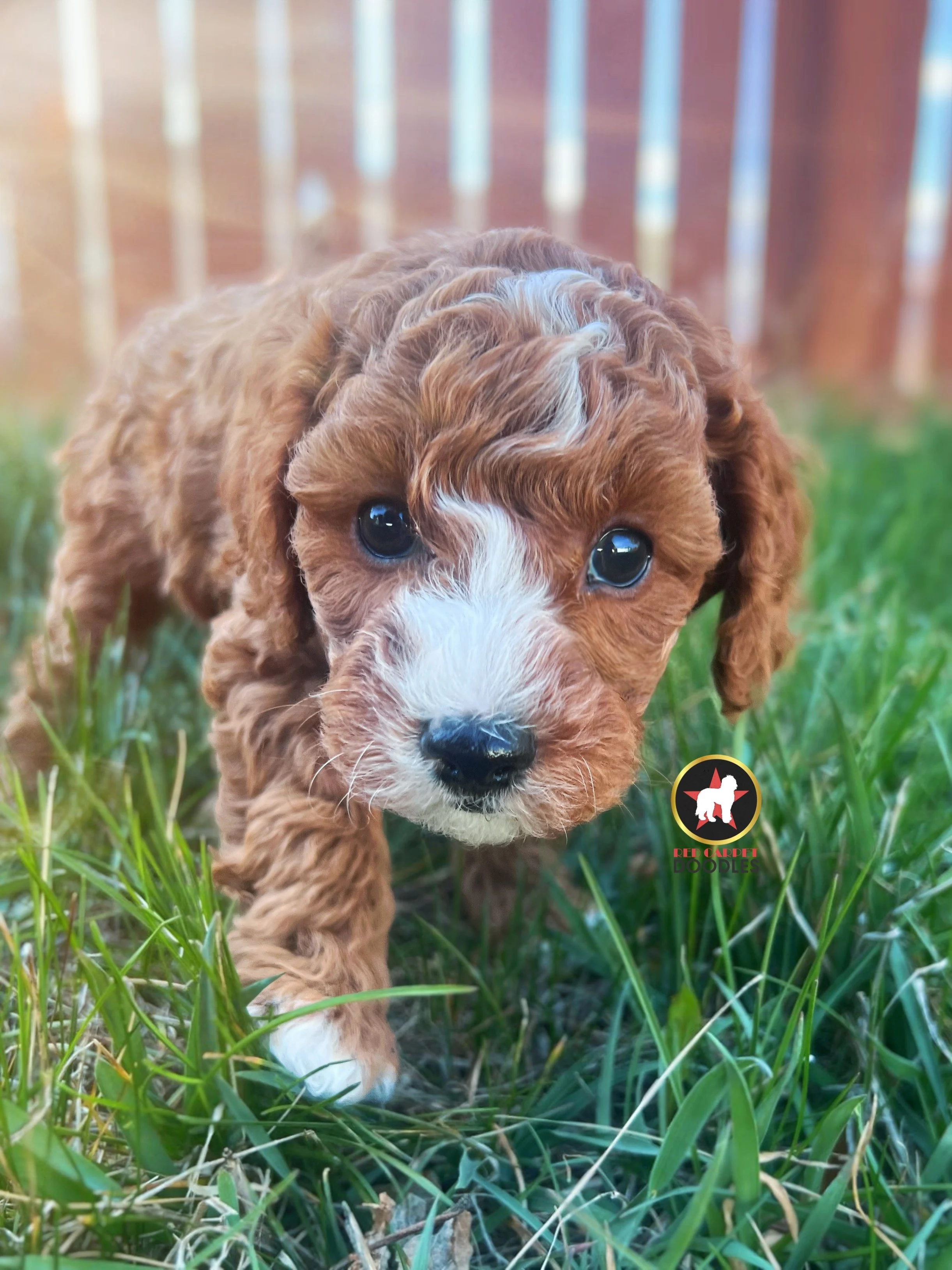 Flint - 6 wks-2.jpg