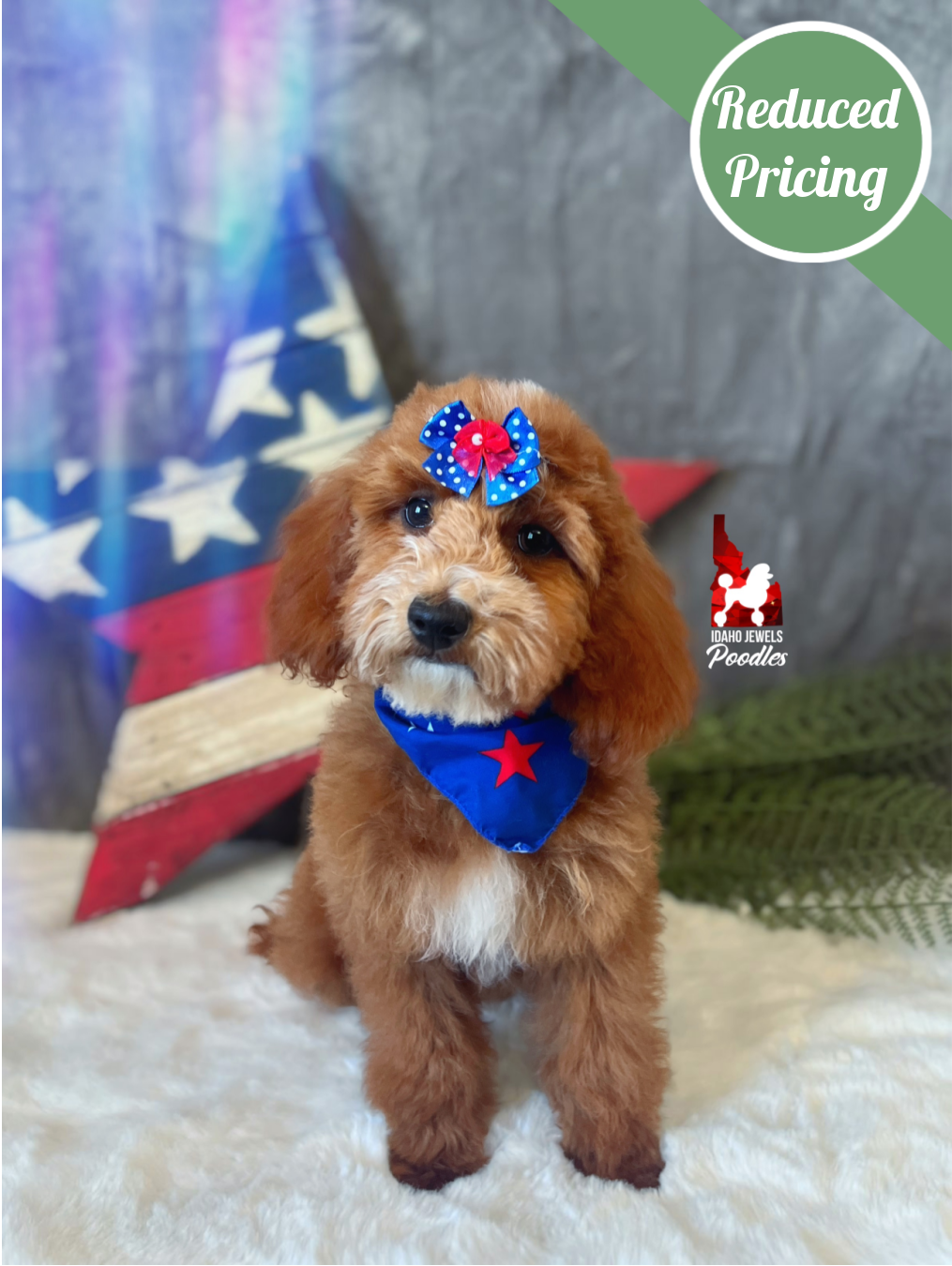 Sydney, Red w/ White Mini Poodle Girl ~ Pet