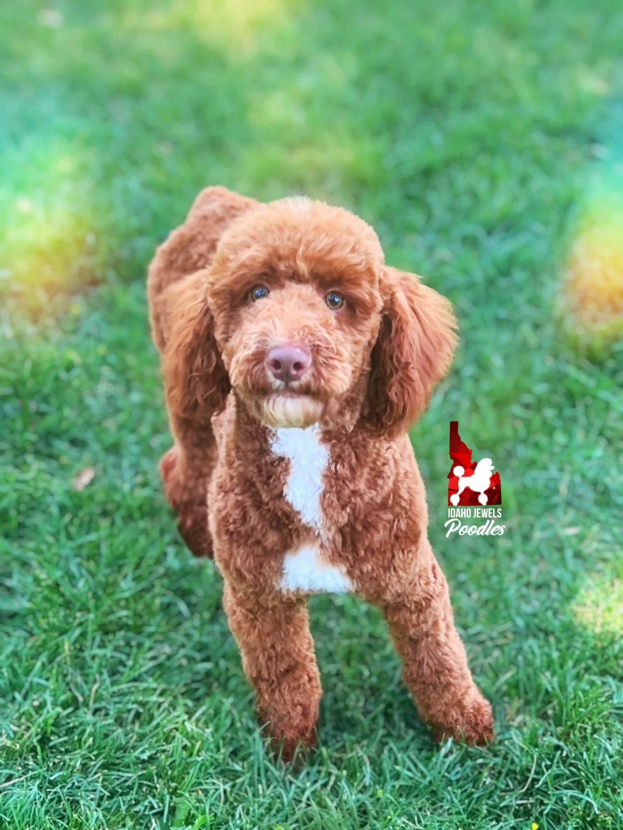 Tommy - 27 wks-3.jpg