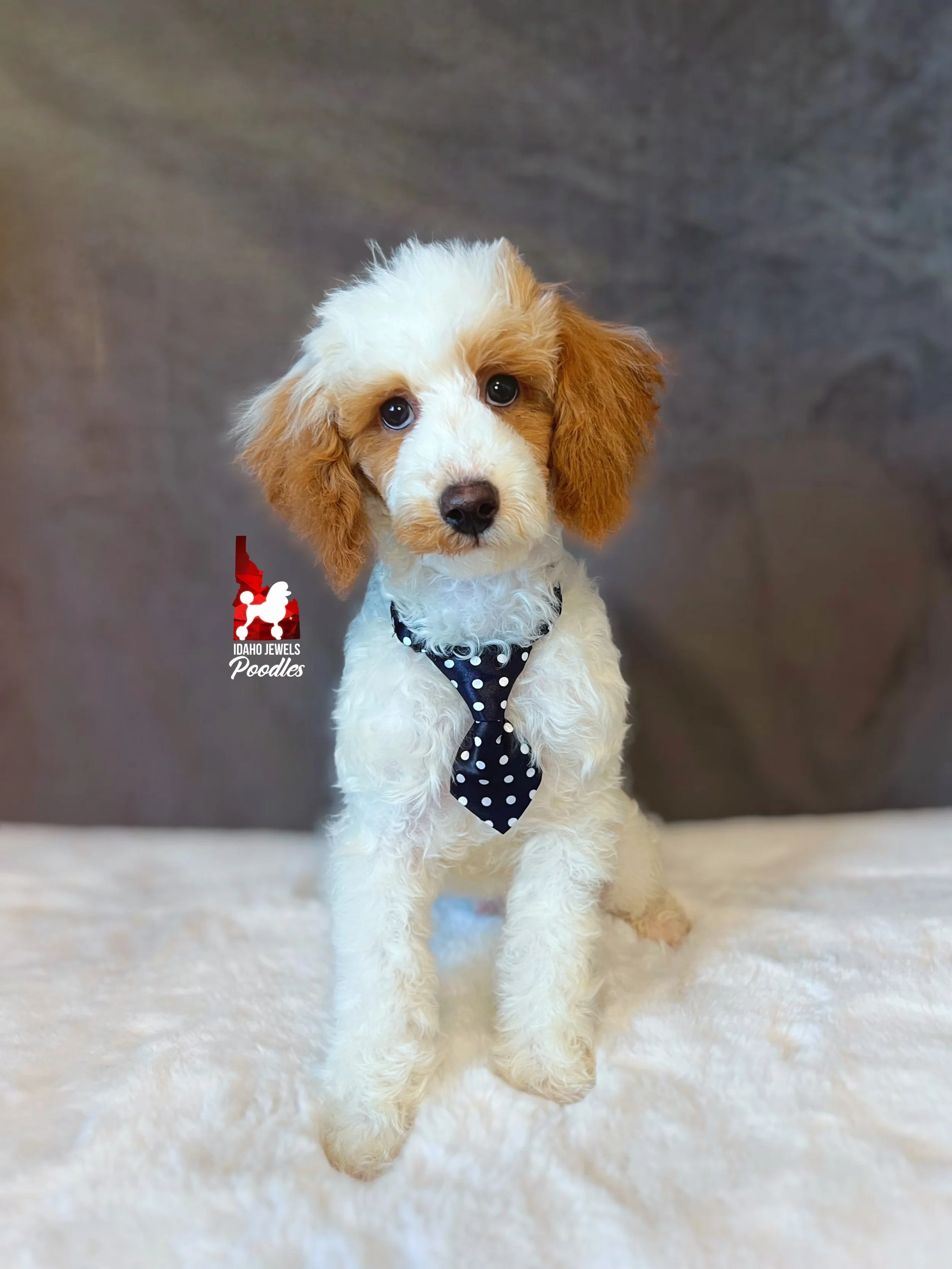 Pongo, Red Parti Large Mini Poodle Boy~ Breeder or Pet