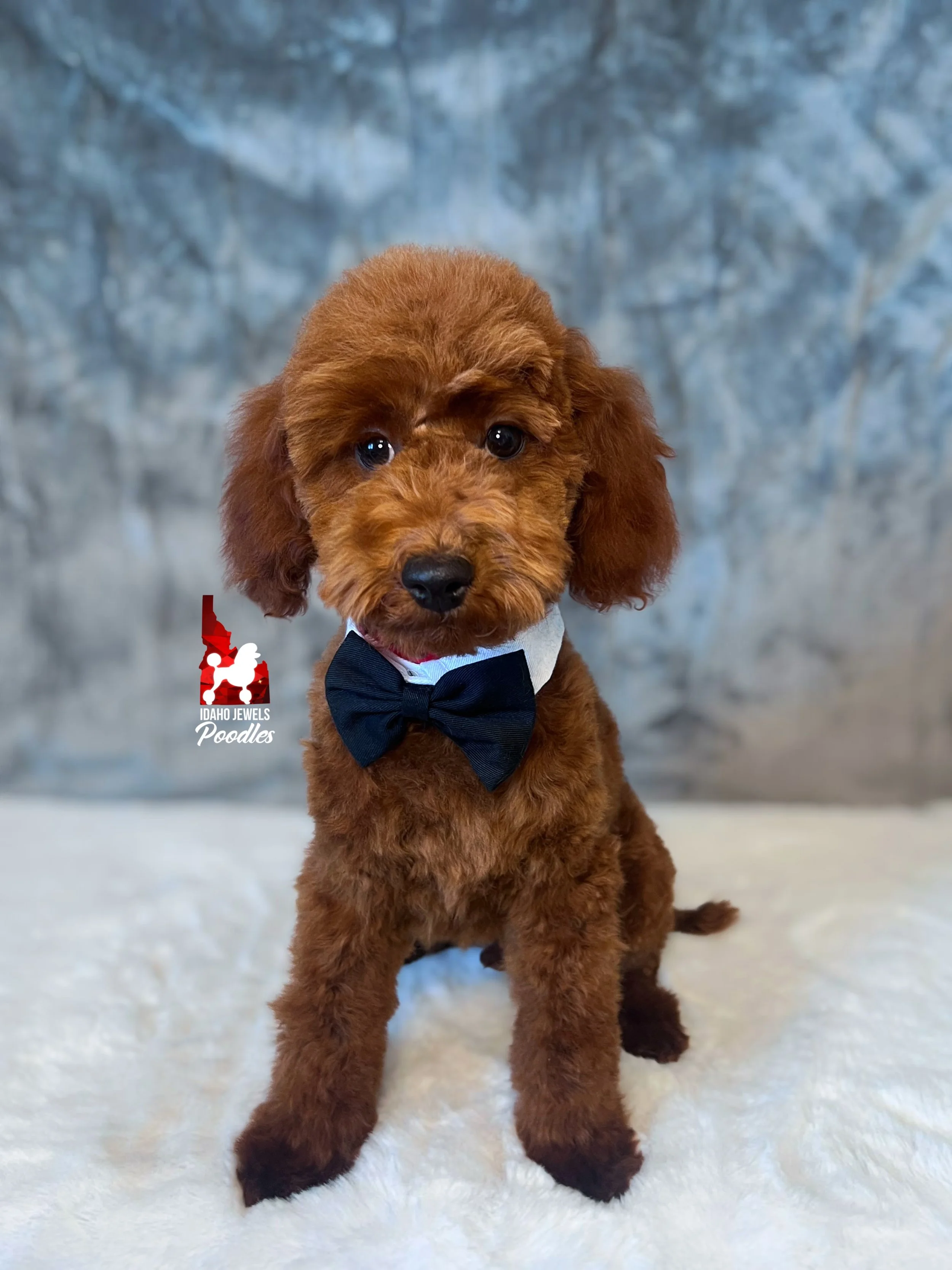 Toffee - 20 wks-1.jpg
