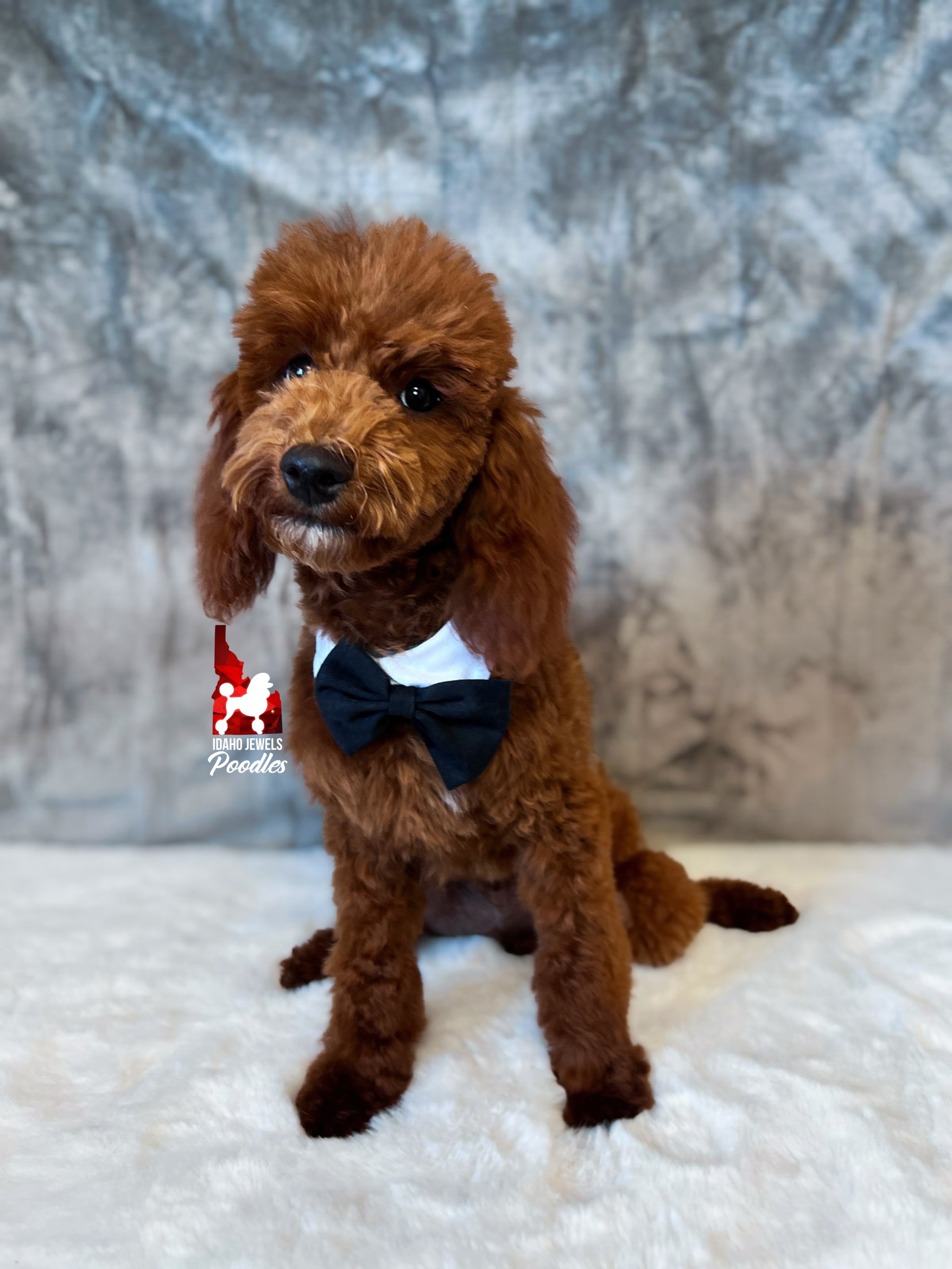 Biscuit - 20 wks-2.jpg